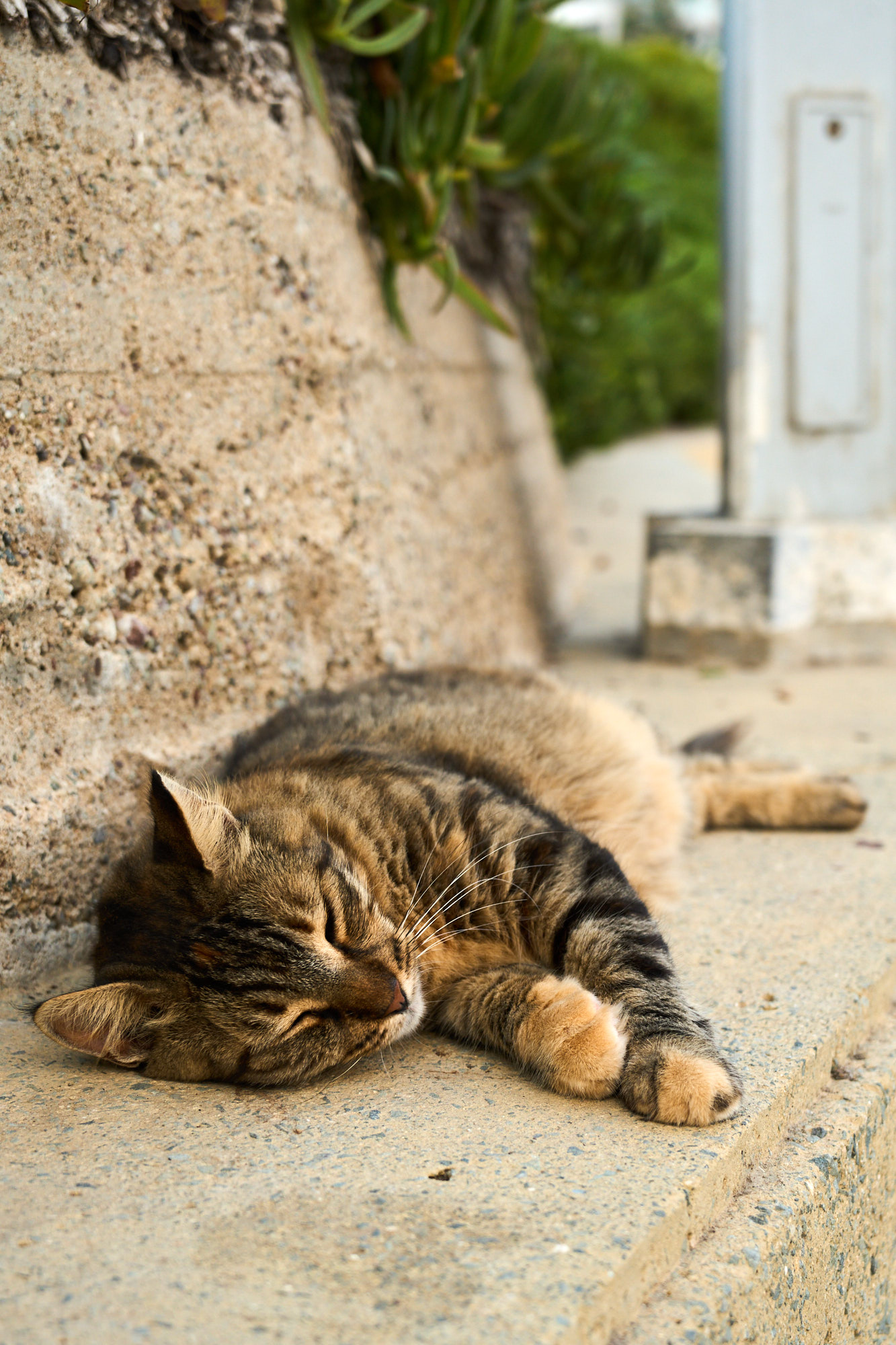 Ginger Cyprus cat resting in island sun - Fine art photography print