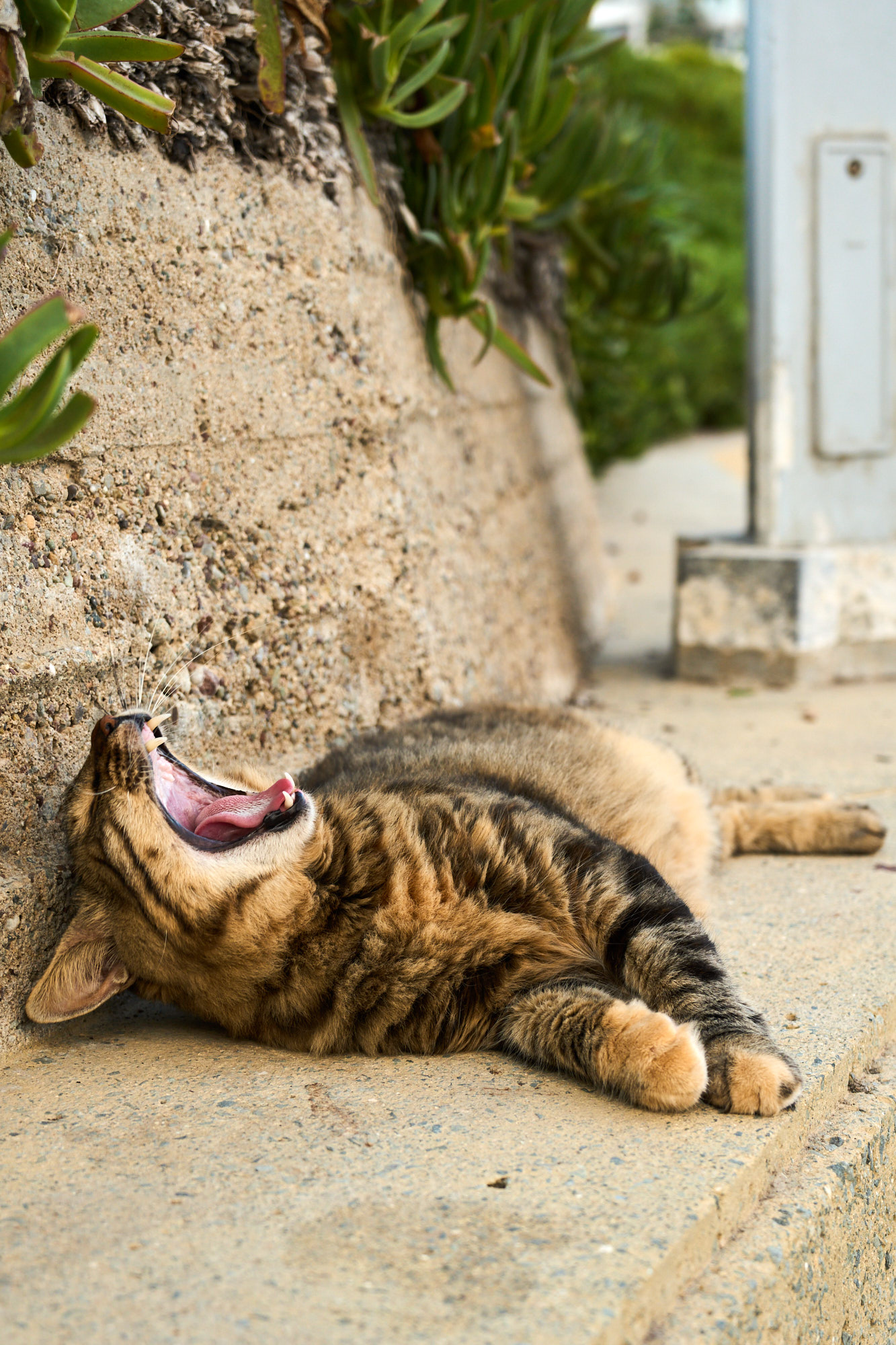 Cyprus cat looking intently into camera - Fine art photography print