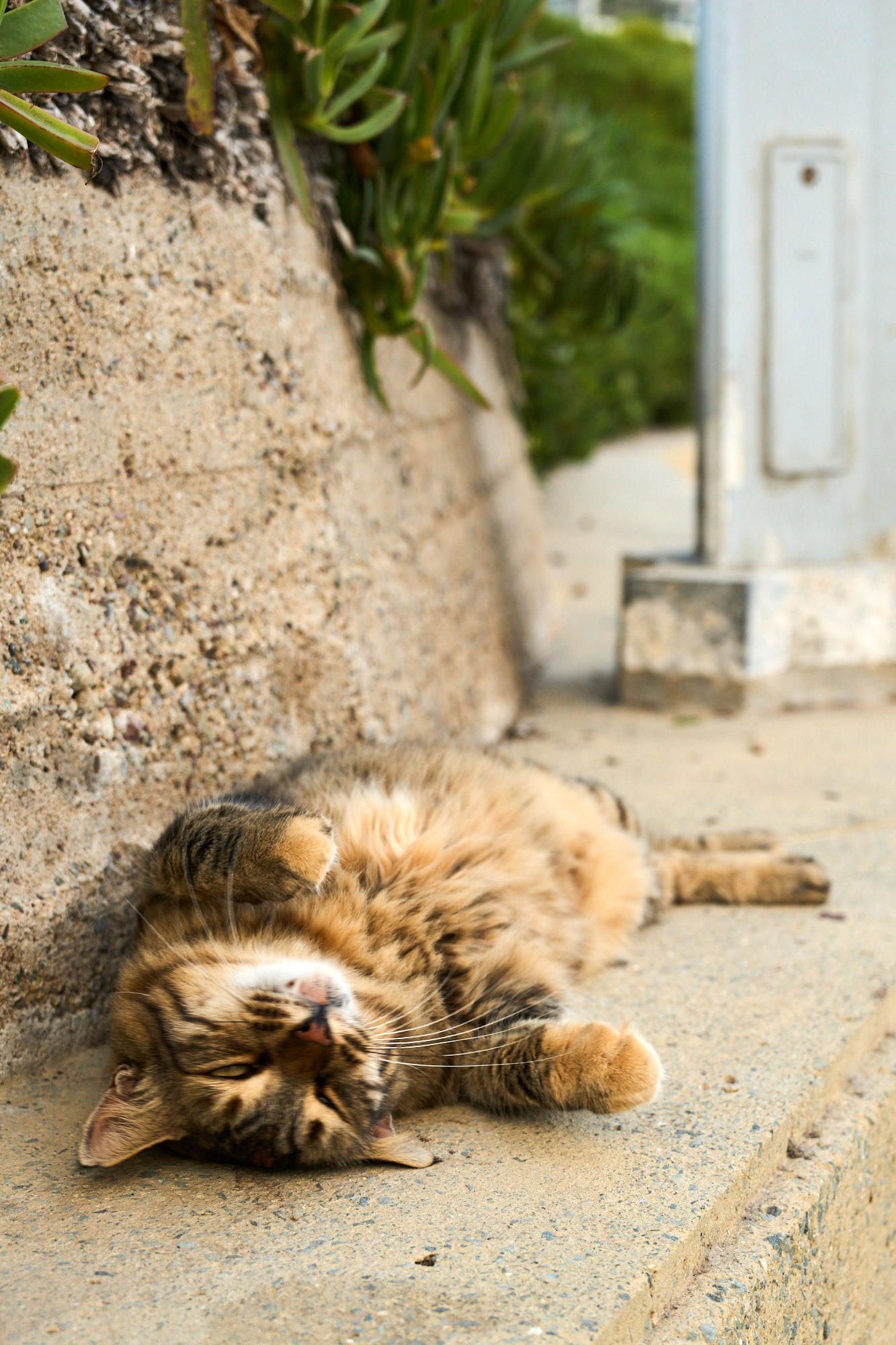 Tabby Cyprus cat lounging on Mediterranean stone - Wall art print