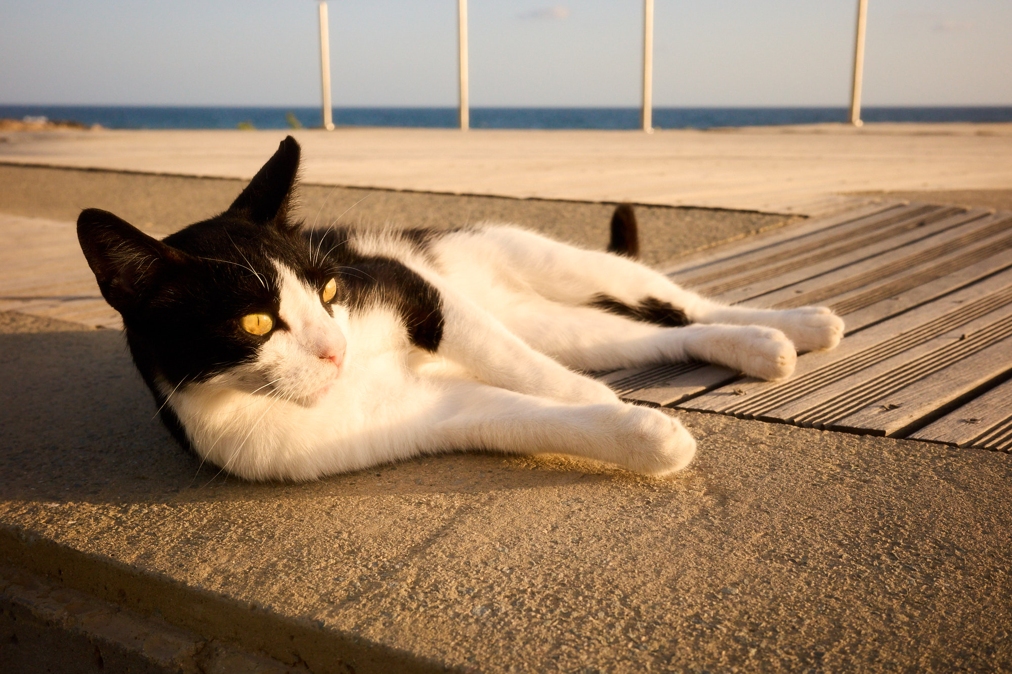 Black and white tuxedo Cyprus cat reclining on sea-front promenade at sunset - Fine art print