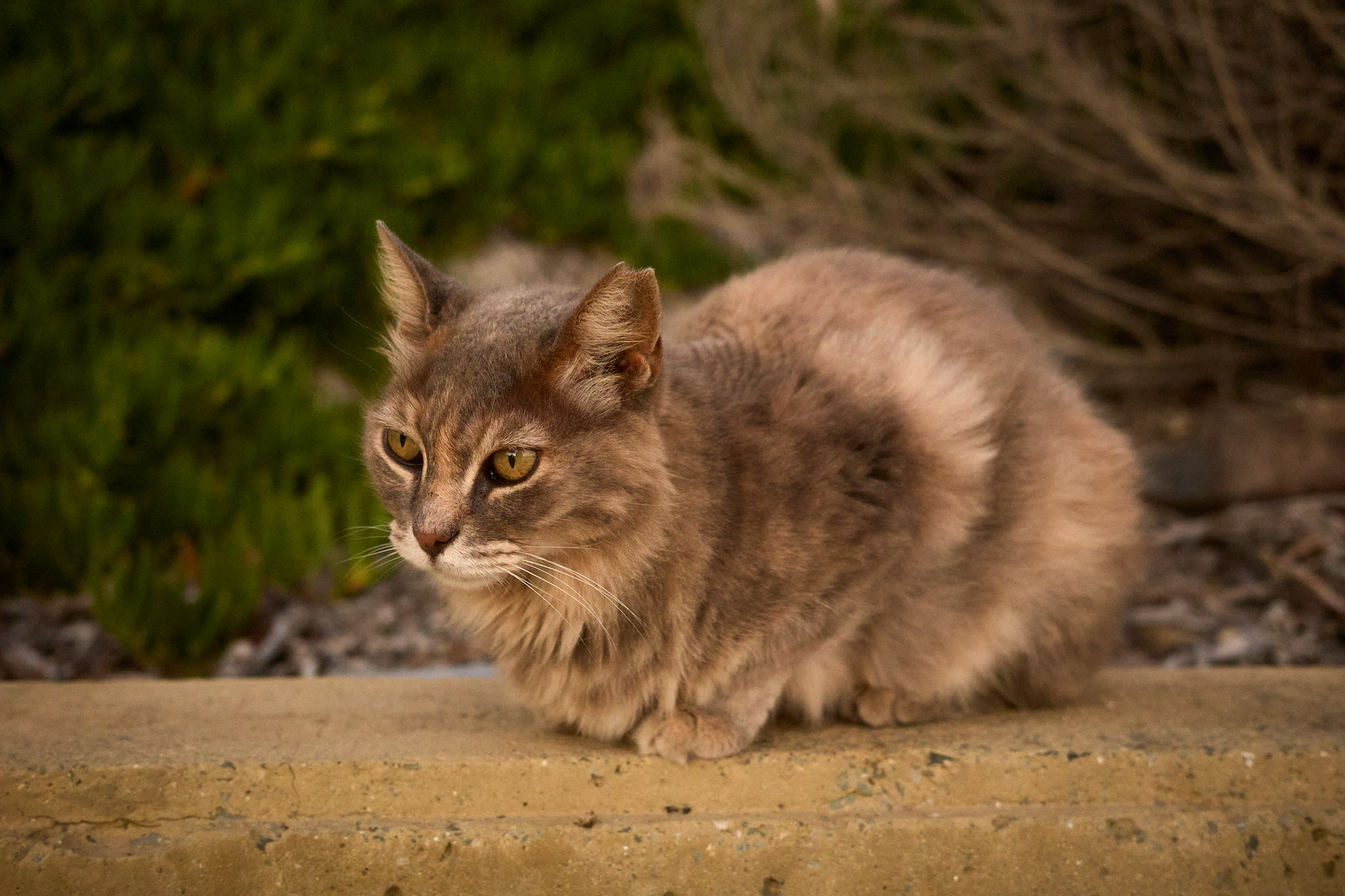 Fluffy grey and fawn Cyprus cat loafing intently on stone wall ledge - Fine art print