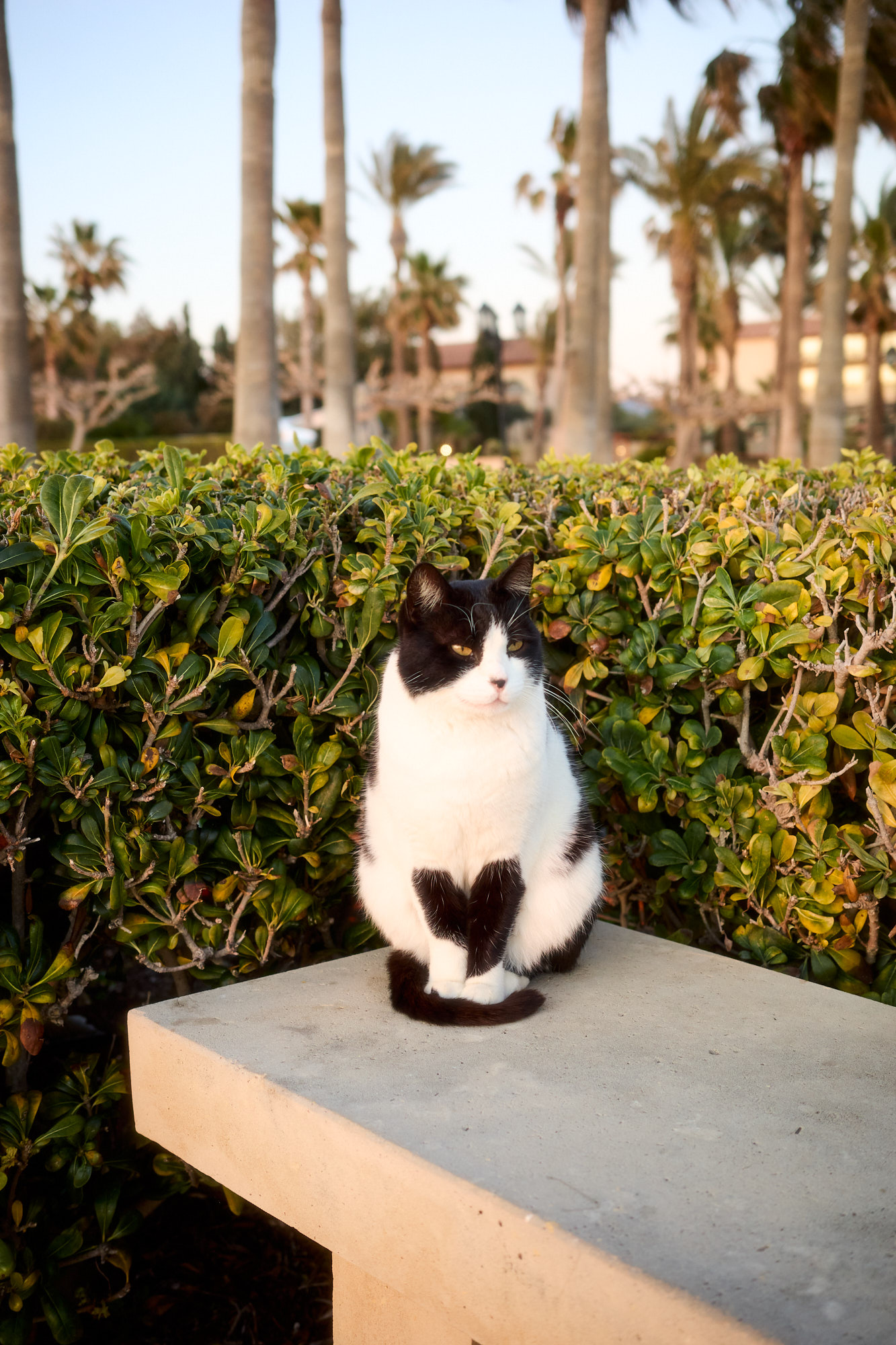 Black and white tuxedo Cyprus cat sitting regally on stone bench near palm trees - Fine art print