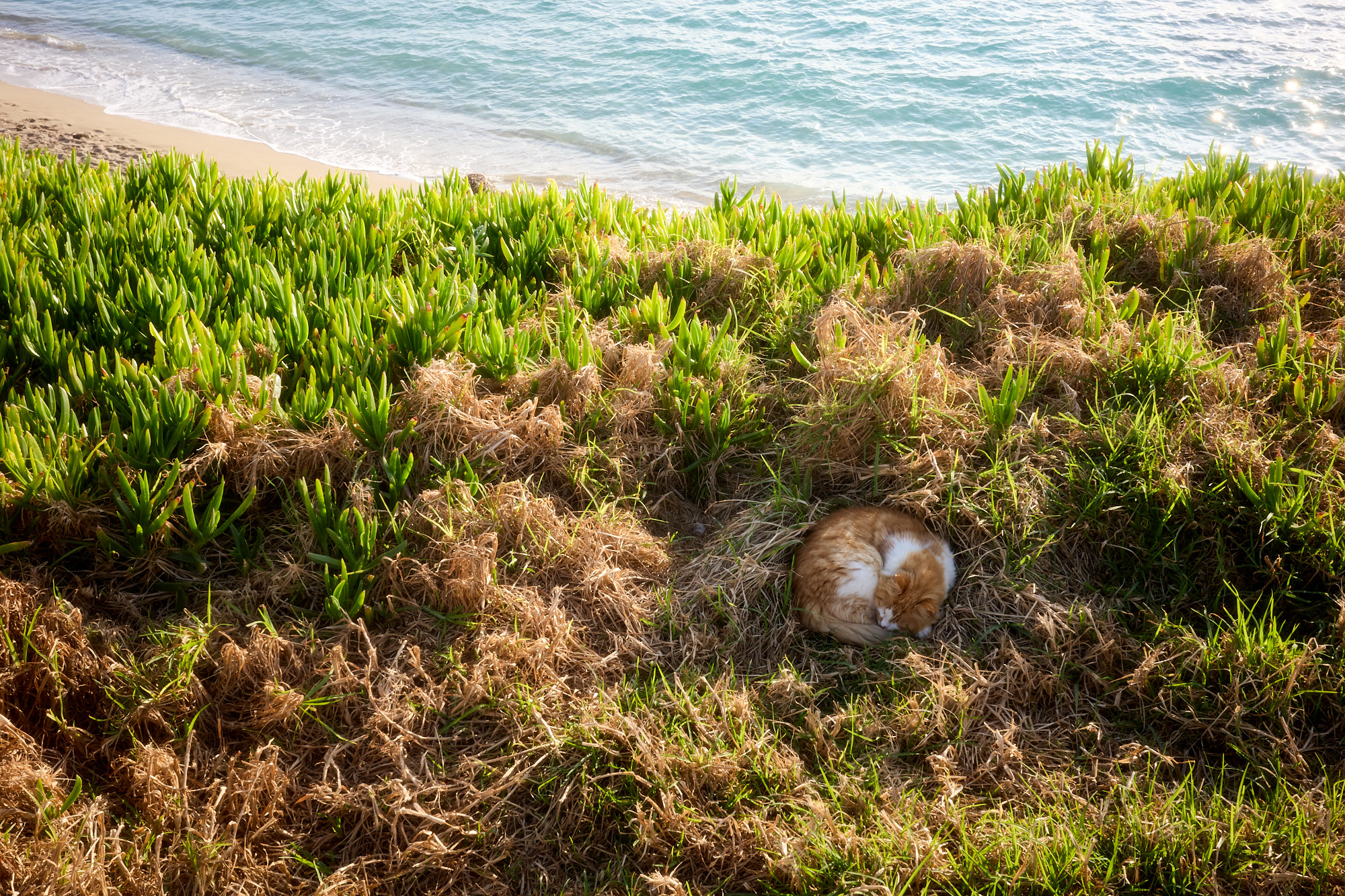 Ginger and white Cyprus cat sleeping curled up in grass over beach - Fine art print