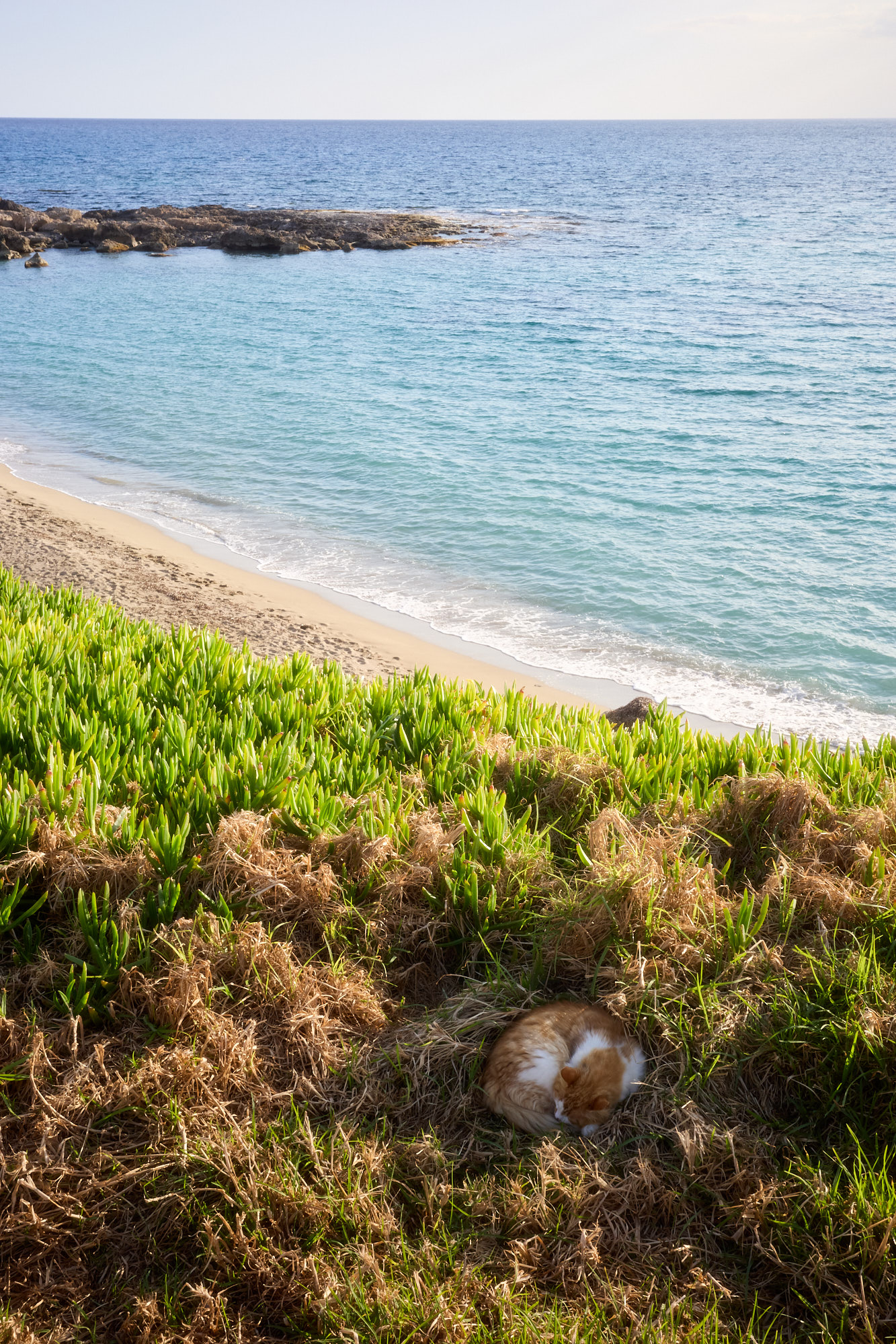 Ginger cat sleeping peacefully on grassy hill above turquoise Mediterranean sea - Fine art print