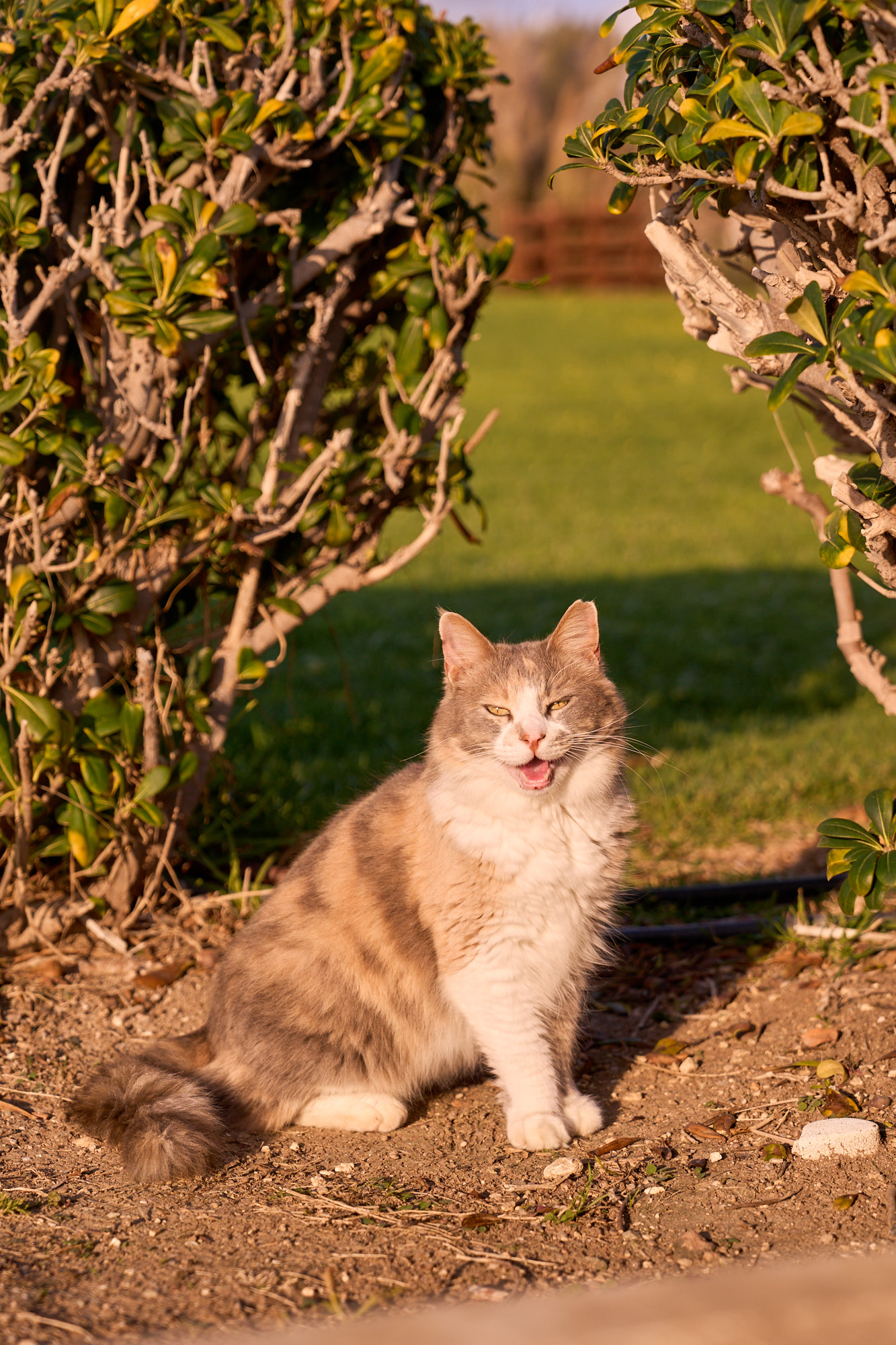 Fluffy long-haired Cyprus cat meowing in warm golden sunlight - Fine art print