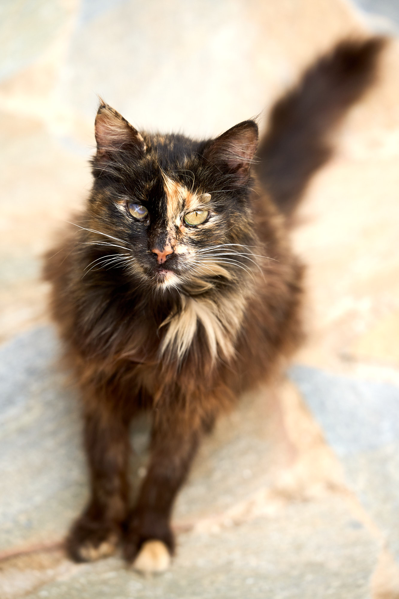 Fluffy dark tortoiseshell Cyprus cat gazing up intently on stone patio - Fine art print