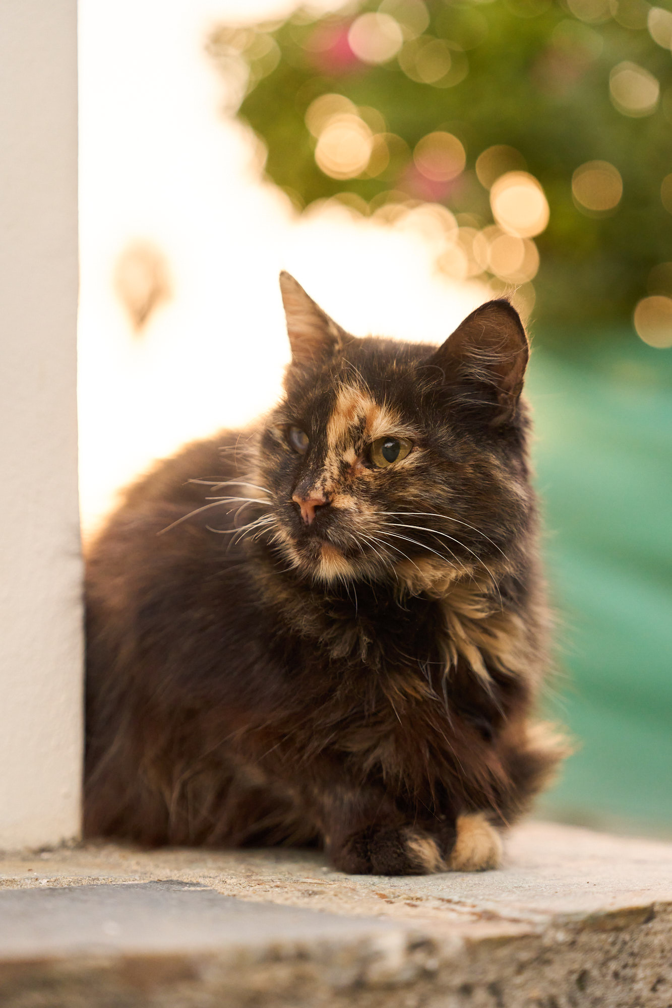 Tortoiseshell Cyprus cat perching on stone ledge with golden bokeh - Fine art print