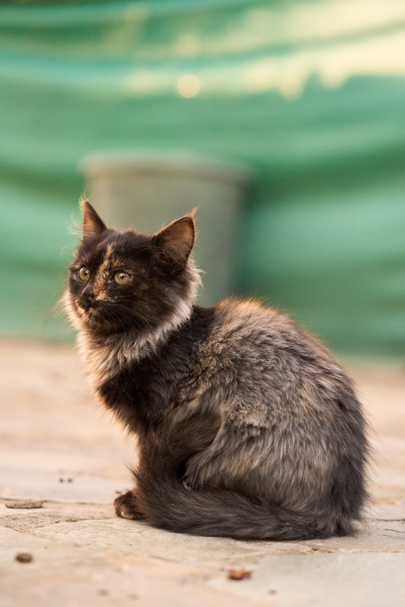 Fluffy tortoiseshell Cyprus kitten sitting peacefully in soft sunlight - Fine art print