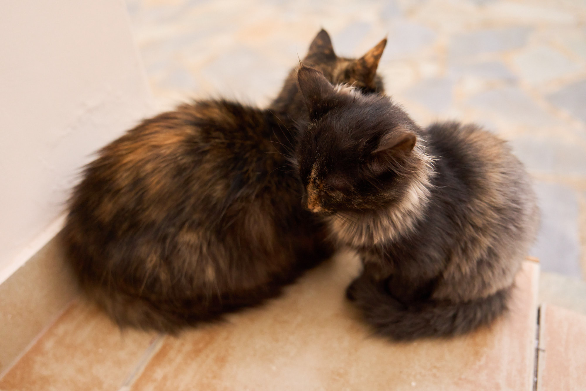 Pair of tortoiseshell Cyprus cats snuggling on courtyard steps - Fine art print