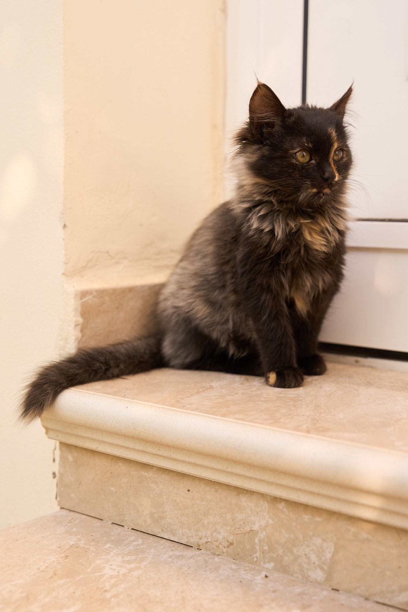Curious dark tortoiseshell Cyprus kitten sitting on marble doorway step - Fine art print