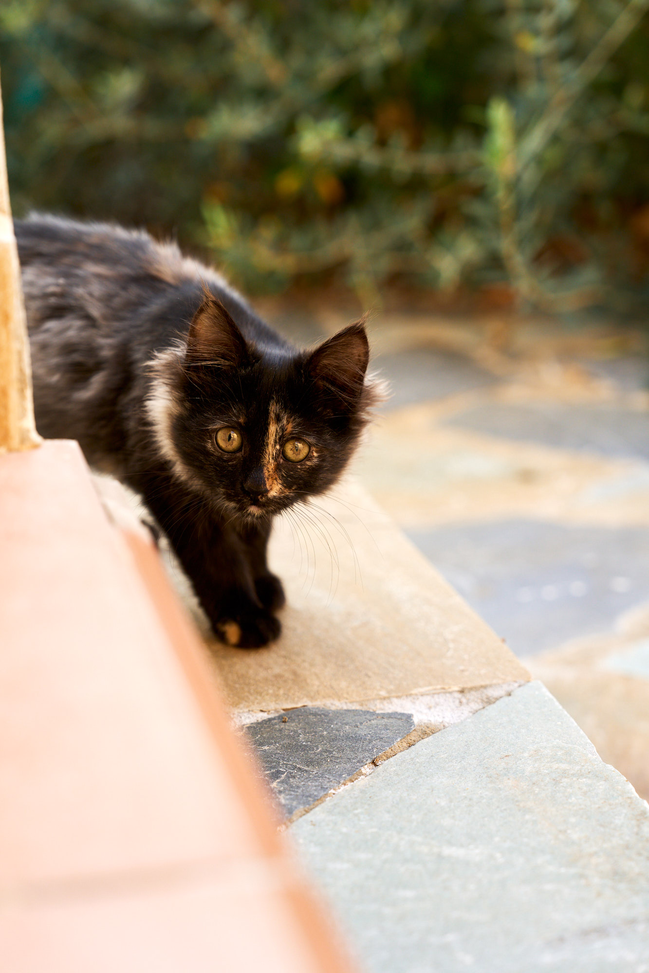 Fluffy dark tortoiseshell Cyprus kitten peeking around stone steps - Fine art print