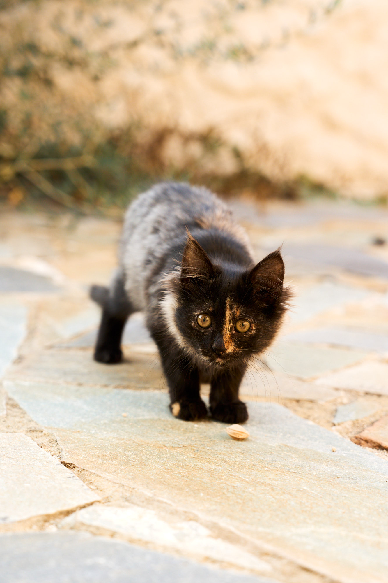 Curious tortoiseshell Cyprus kitten stretching playfully on stone patio - Fine art print