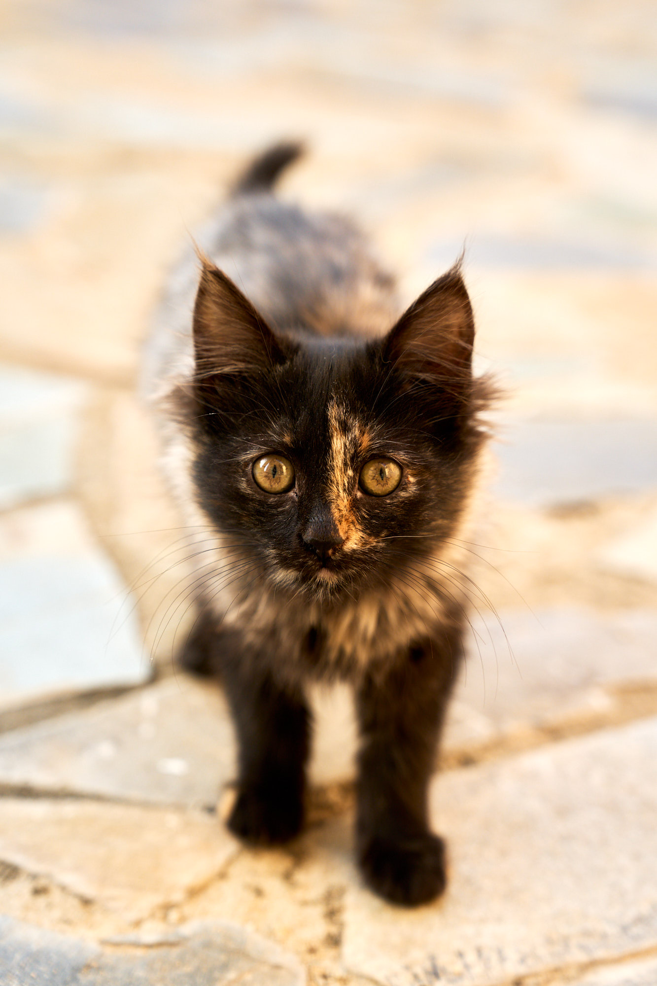 Fluffy tortoiseshell Cyprus kitten looking up with expressive golden eyes - Fine art print