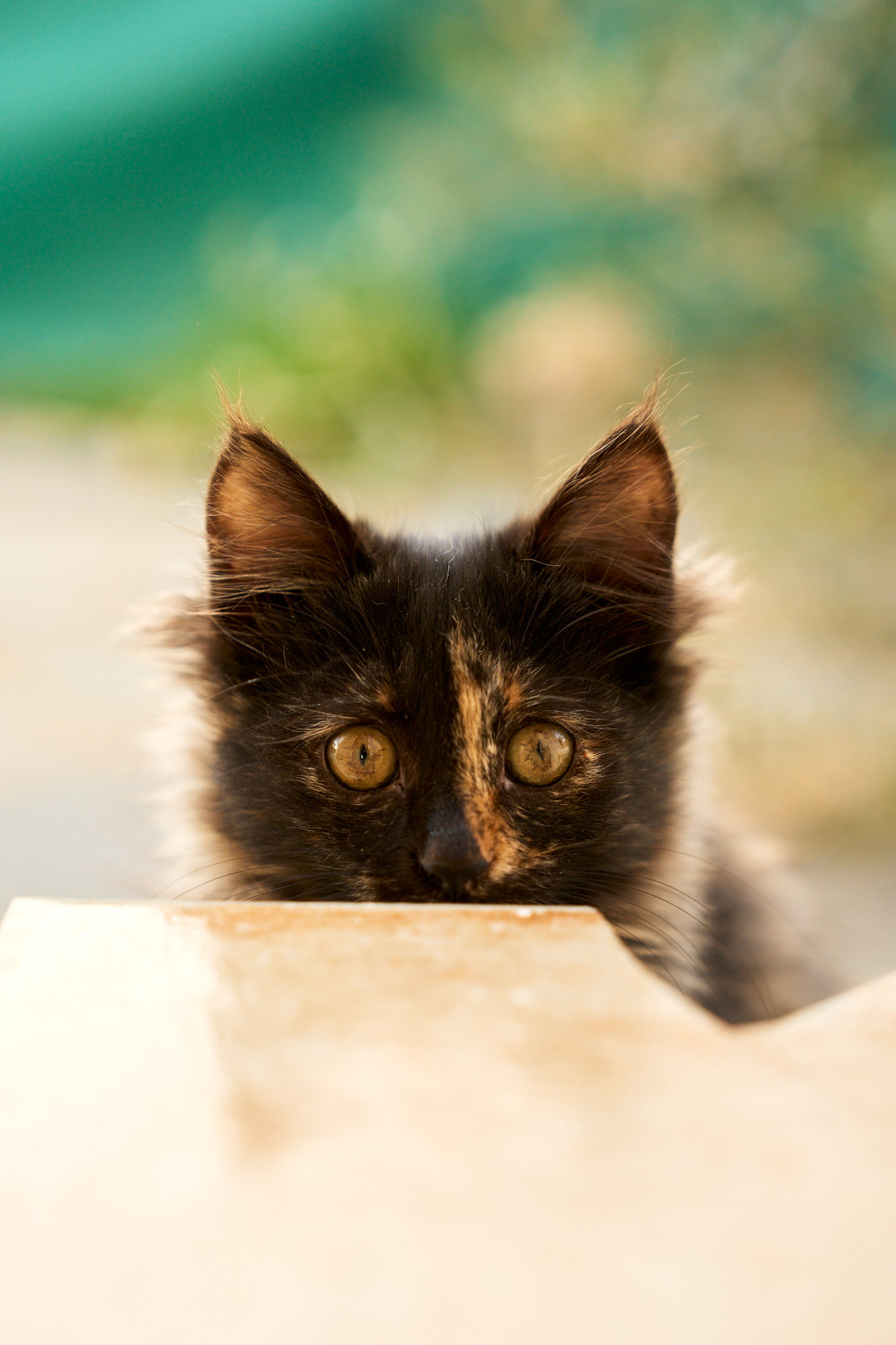 Playful tortoiseshell Cyprus kitten peeking over stone ledge - Fine art print