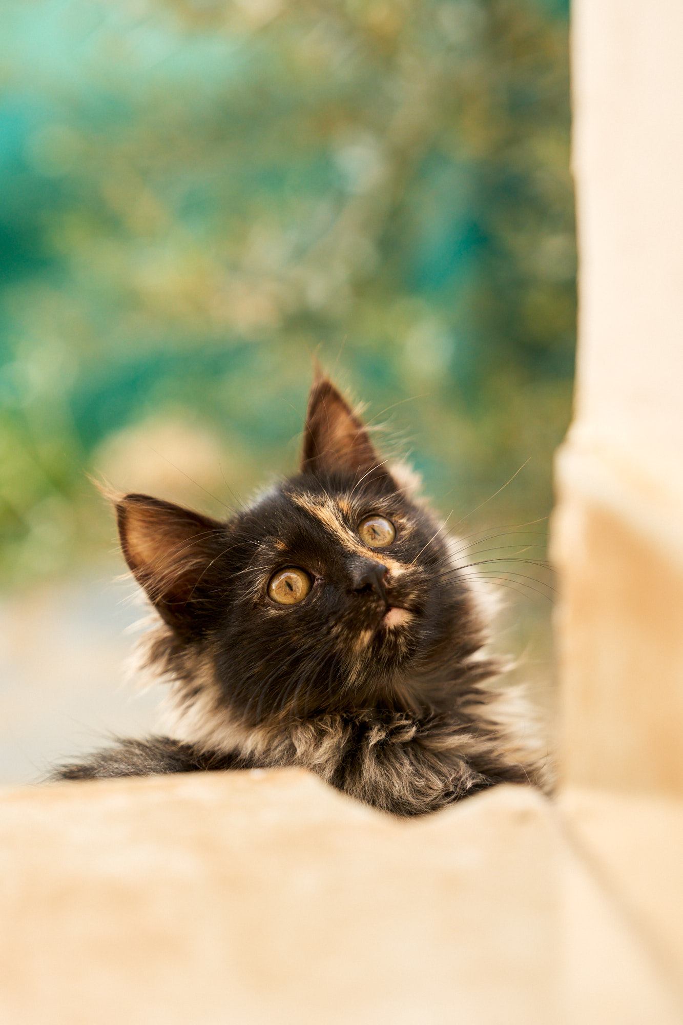 Tortoiseshell Cyprus kitten looking up with inquisitive tilted head - Fine art print
