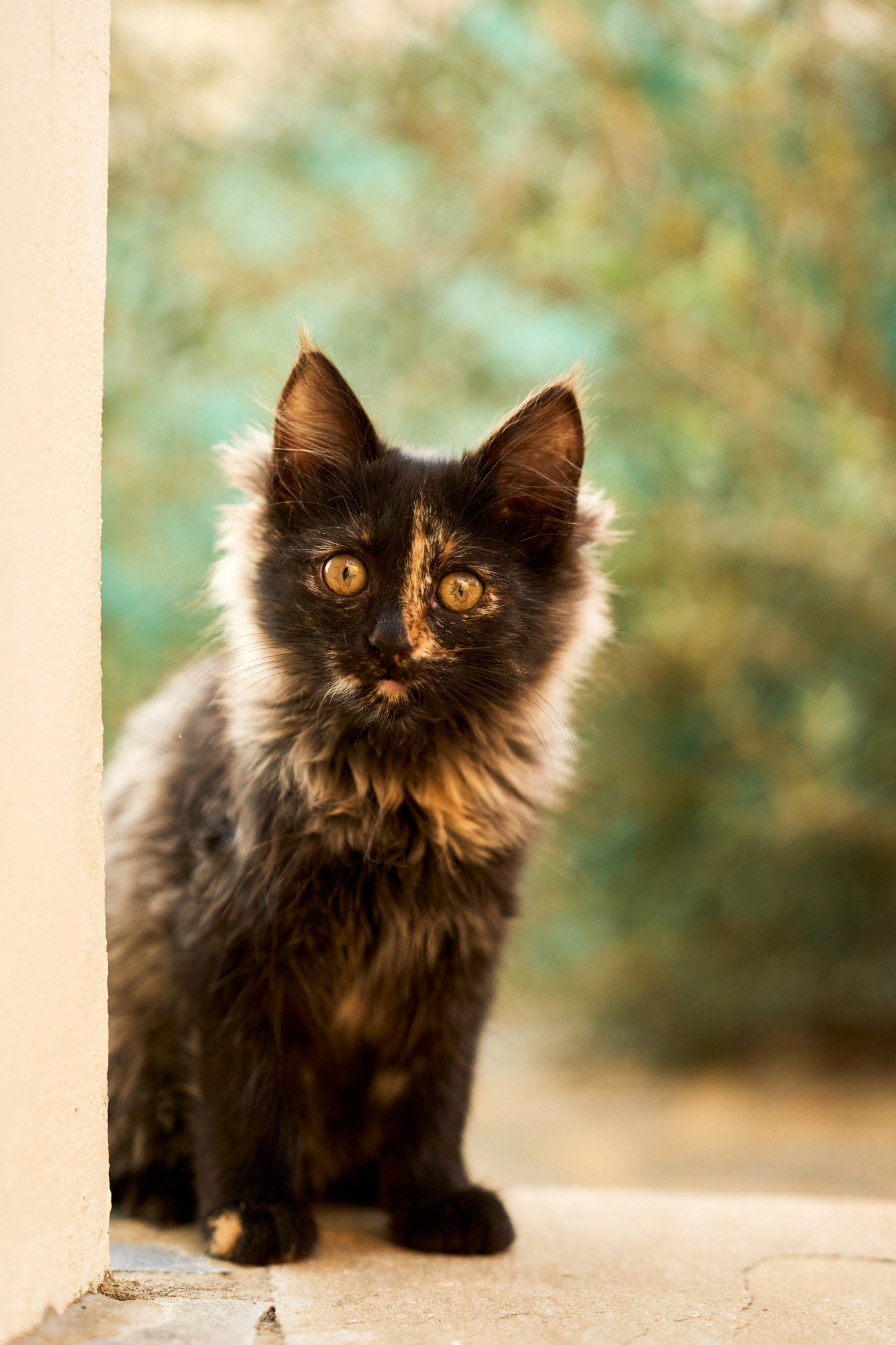 Tortoiseshell Cyprus kitten standing alert next to pillar in garden - Fine art print