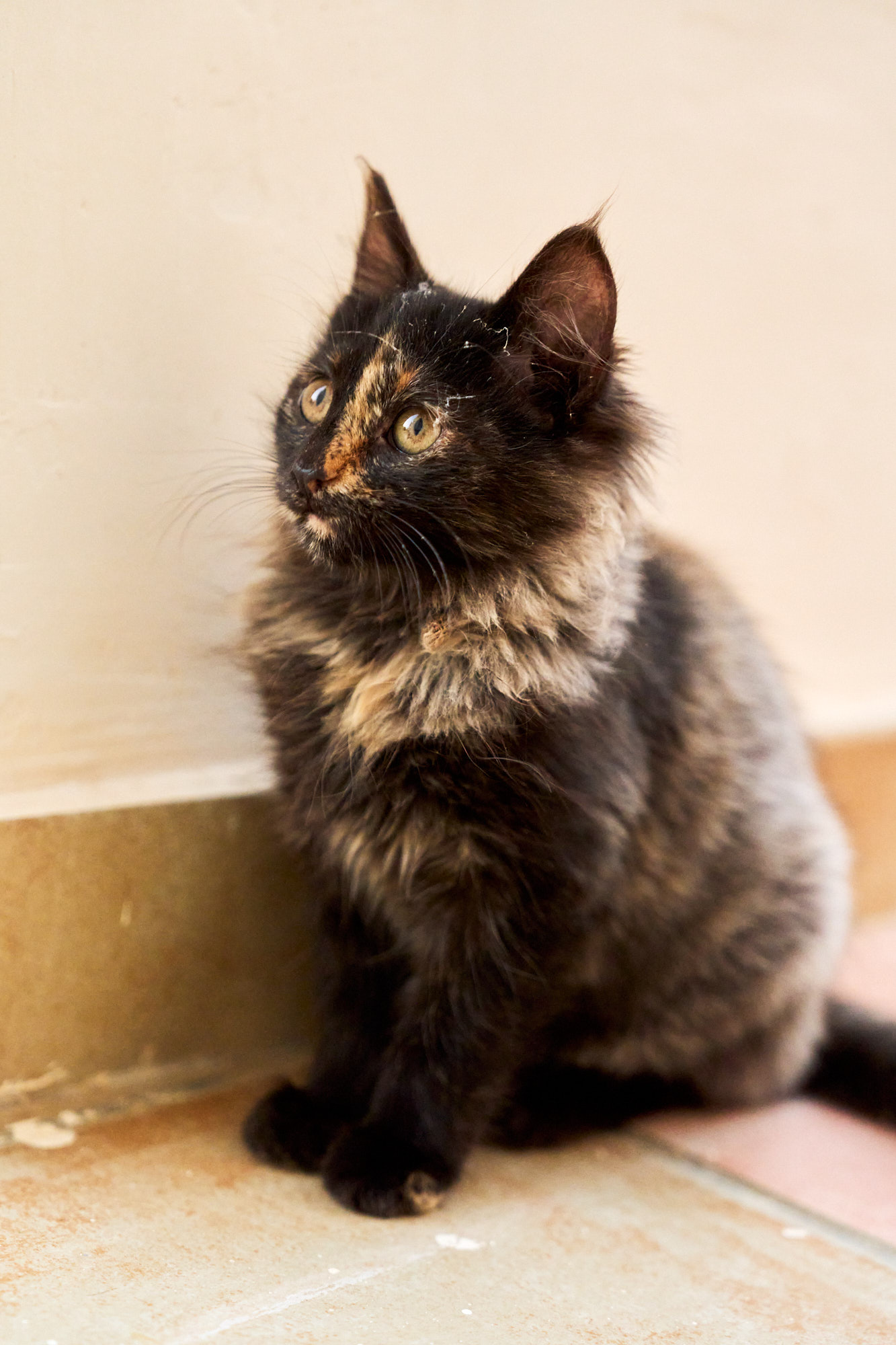 Tortoiseshell Cyprus kitten sitting gracefully looking upward - Fine art print