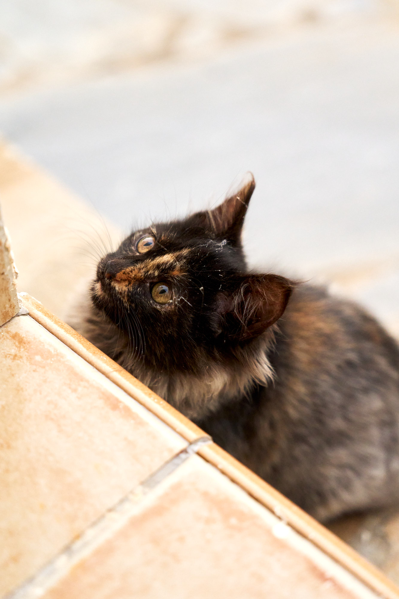 Tortoiseshell Cyprus kitten gazing up fondly beside tiled steps - Fine art print
