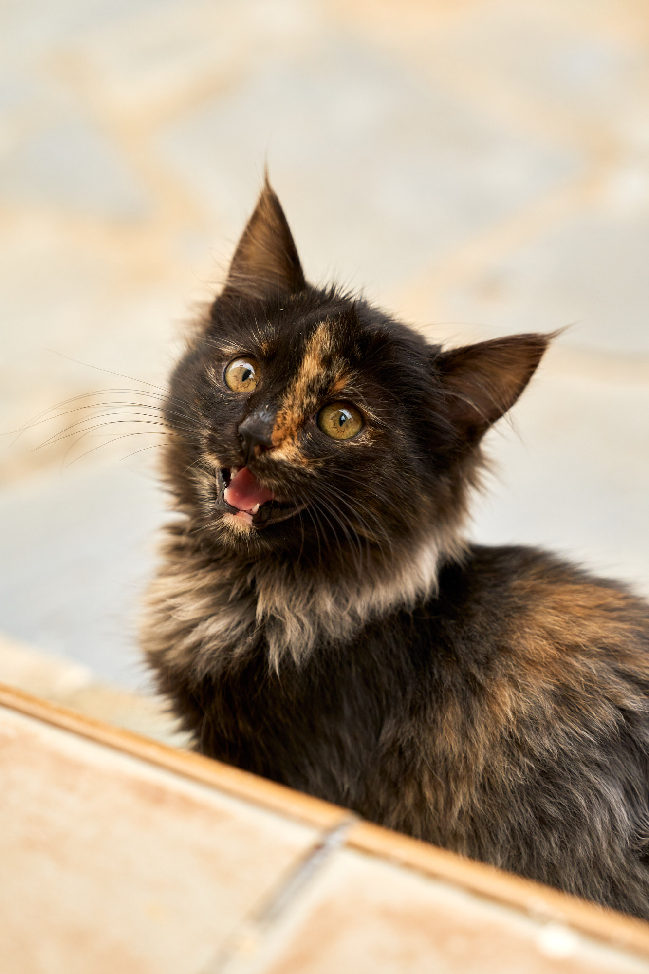 Adorable tortoiseshell Cyprus kitten meowing playfully looking up - Fine art print
