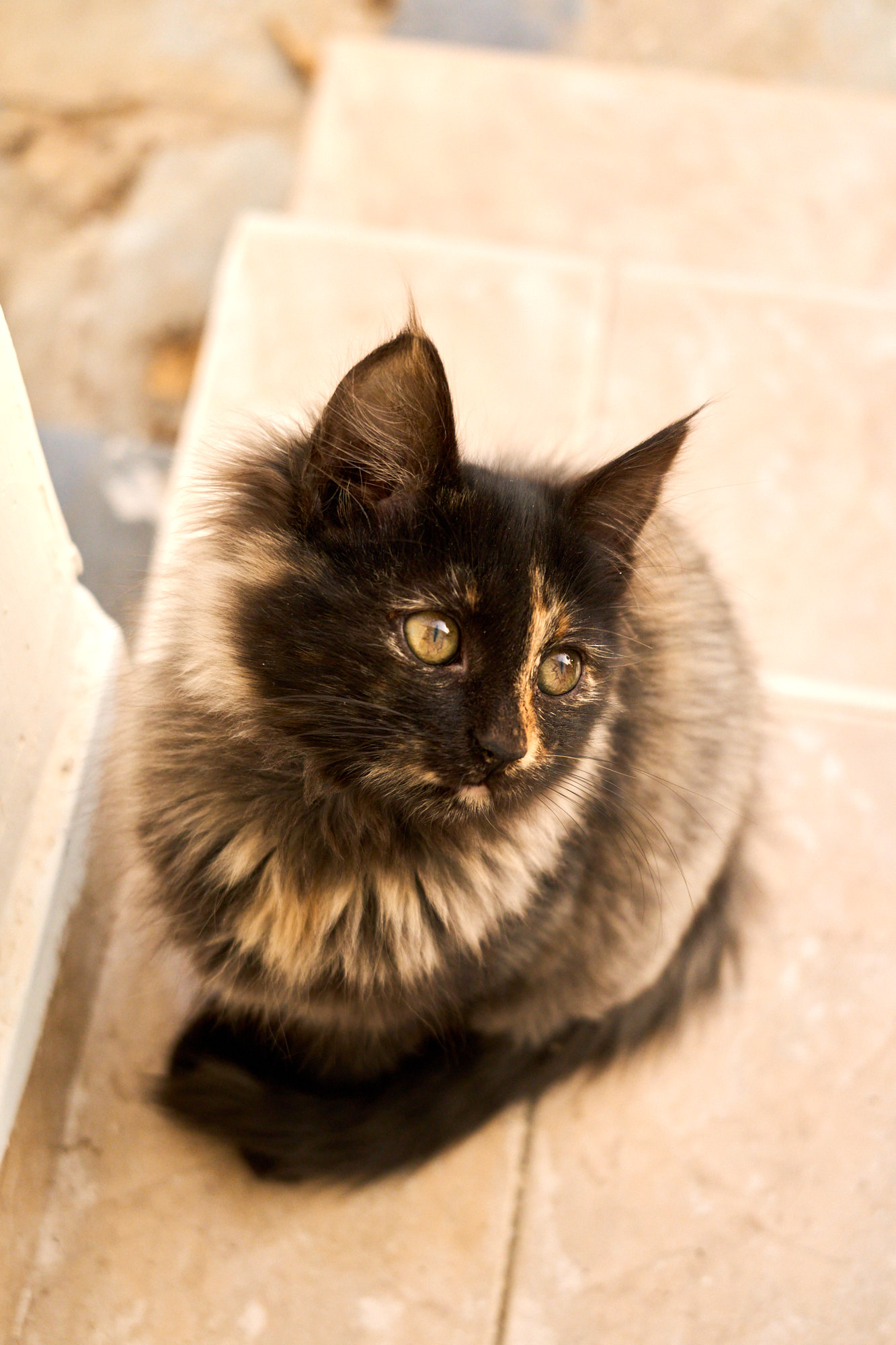 Fluffy dark tortoiseshell Cyprus kitten sitting neatly on tiled step - Fine art print