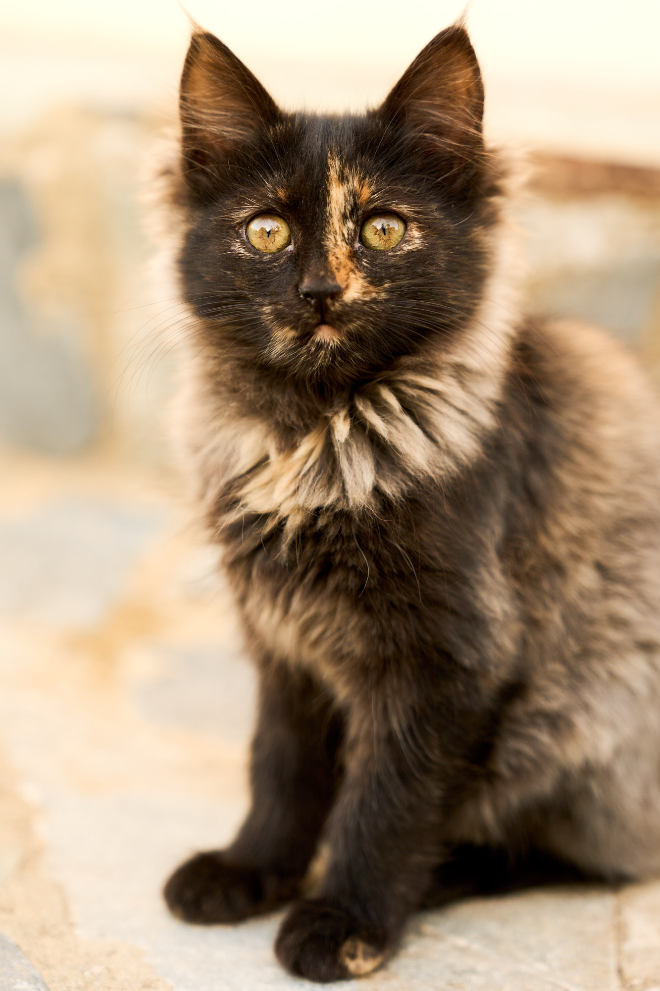 Front-facing portrait of dark tortoiseshell Cyprus kitten with amber eyes - Fine art print