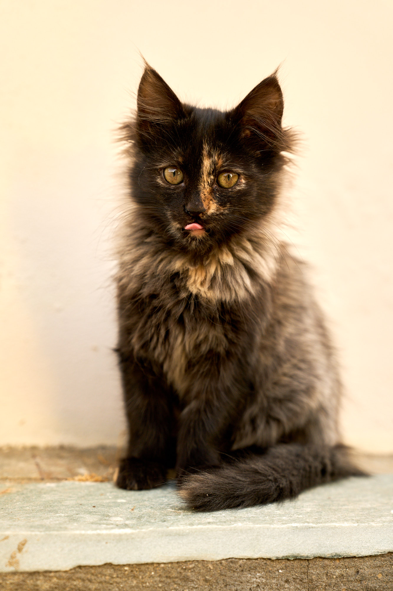 Fluffy dark tortoiseshell Cyprus kitten sticking tiny tongue out - Fine art print