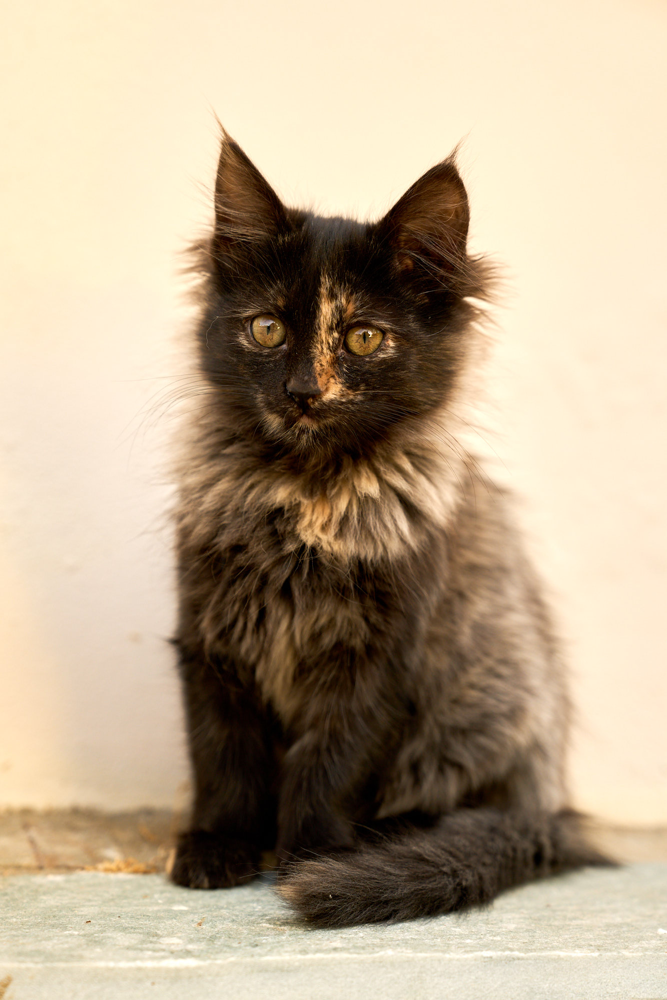 Fluffy tortoiseshell Cyprus kitten sitting upright against warm cream wall - Fine art print
