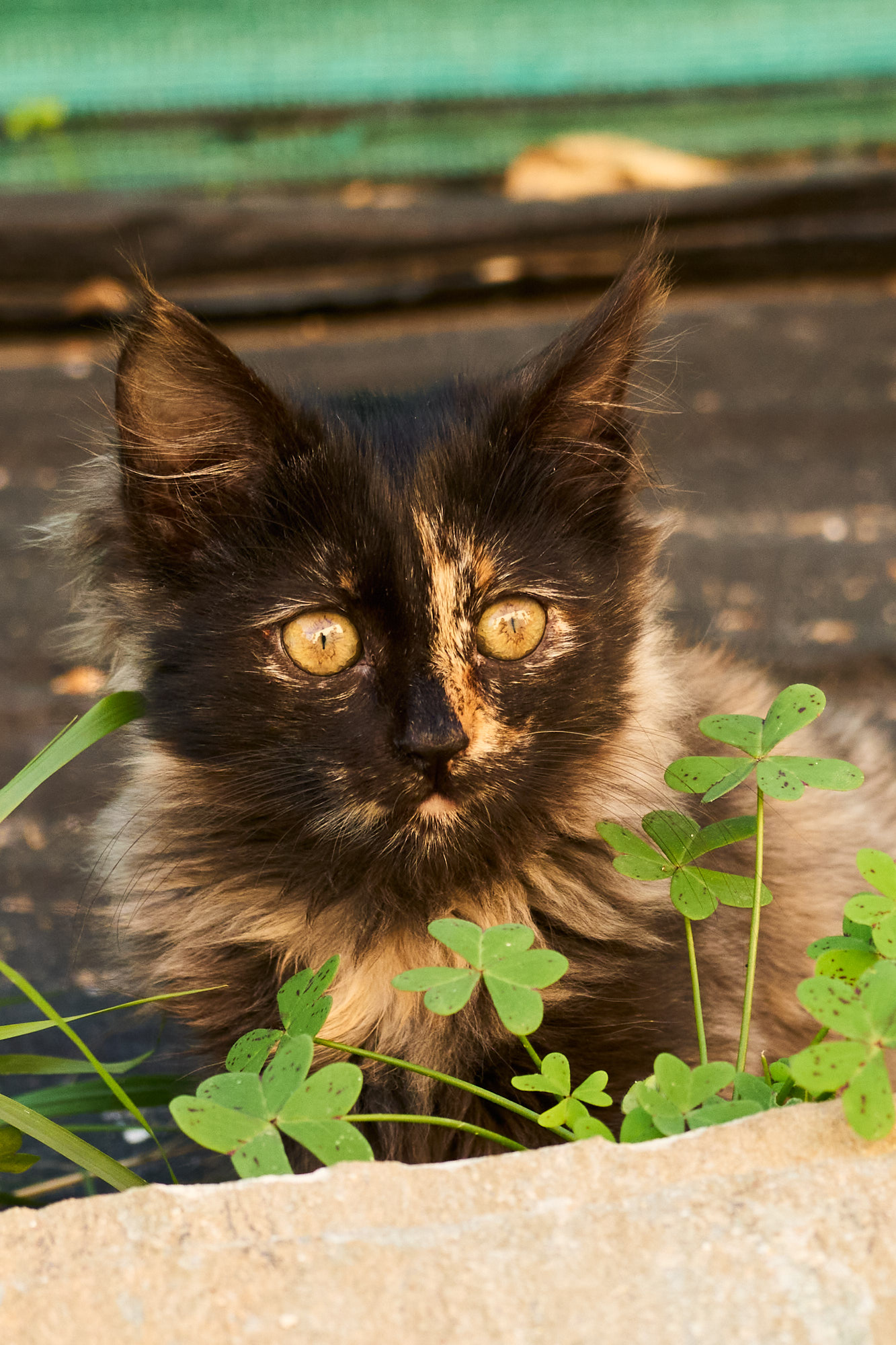 Fluffy dark tortoiseshell Cyprus kitten with amber eyes peeking behind garden clovers - Fine art print