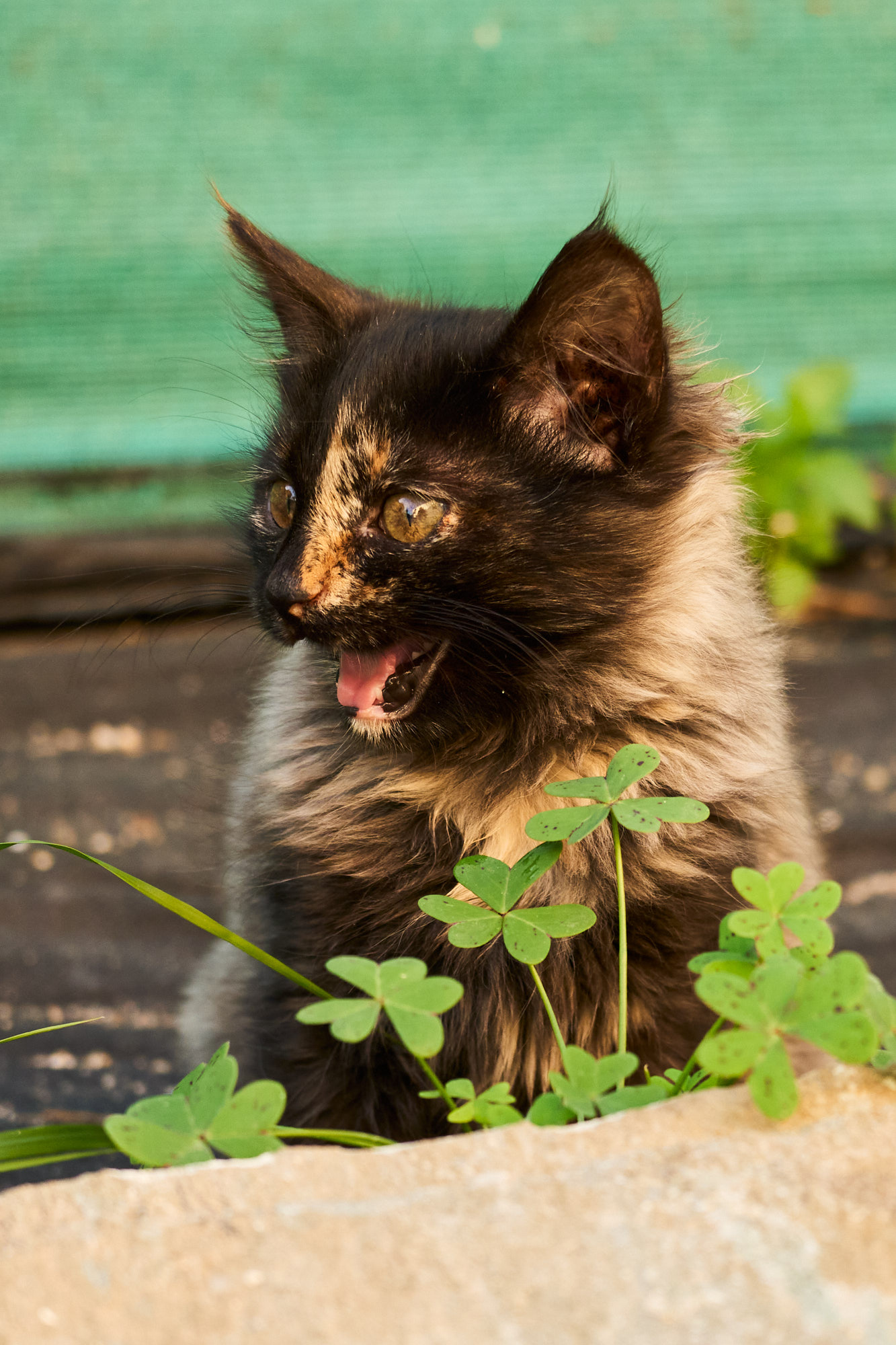 Fluffy dark tortoiseshell Cyprus kitten meowing sweetly behind green clovers - Fine art print