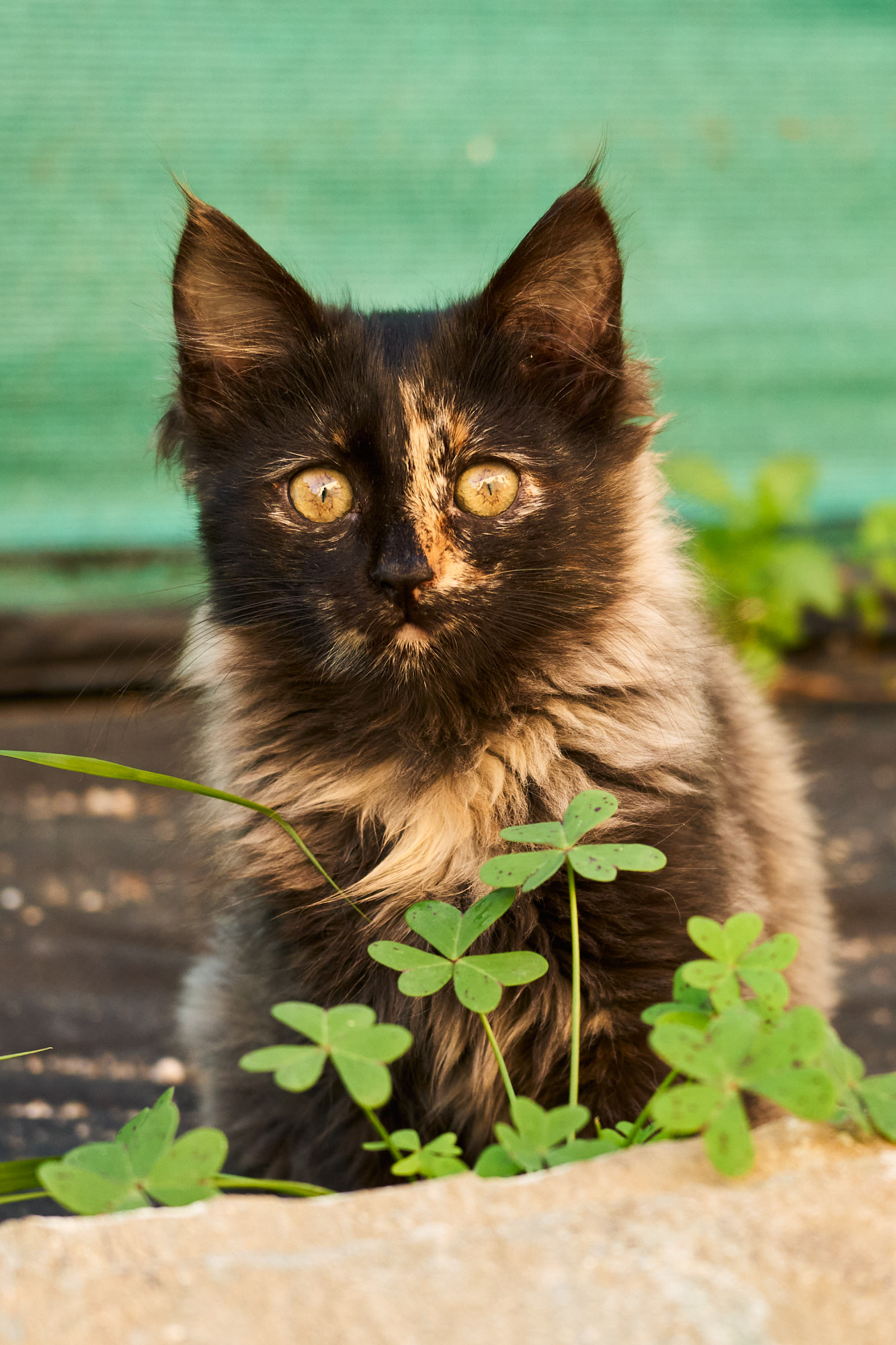 Fluffy tortoiseshell Cyprus kitten sitting upright among green garden clovers - Fine art print