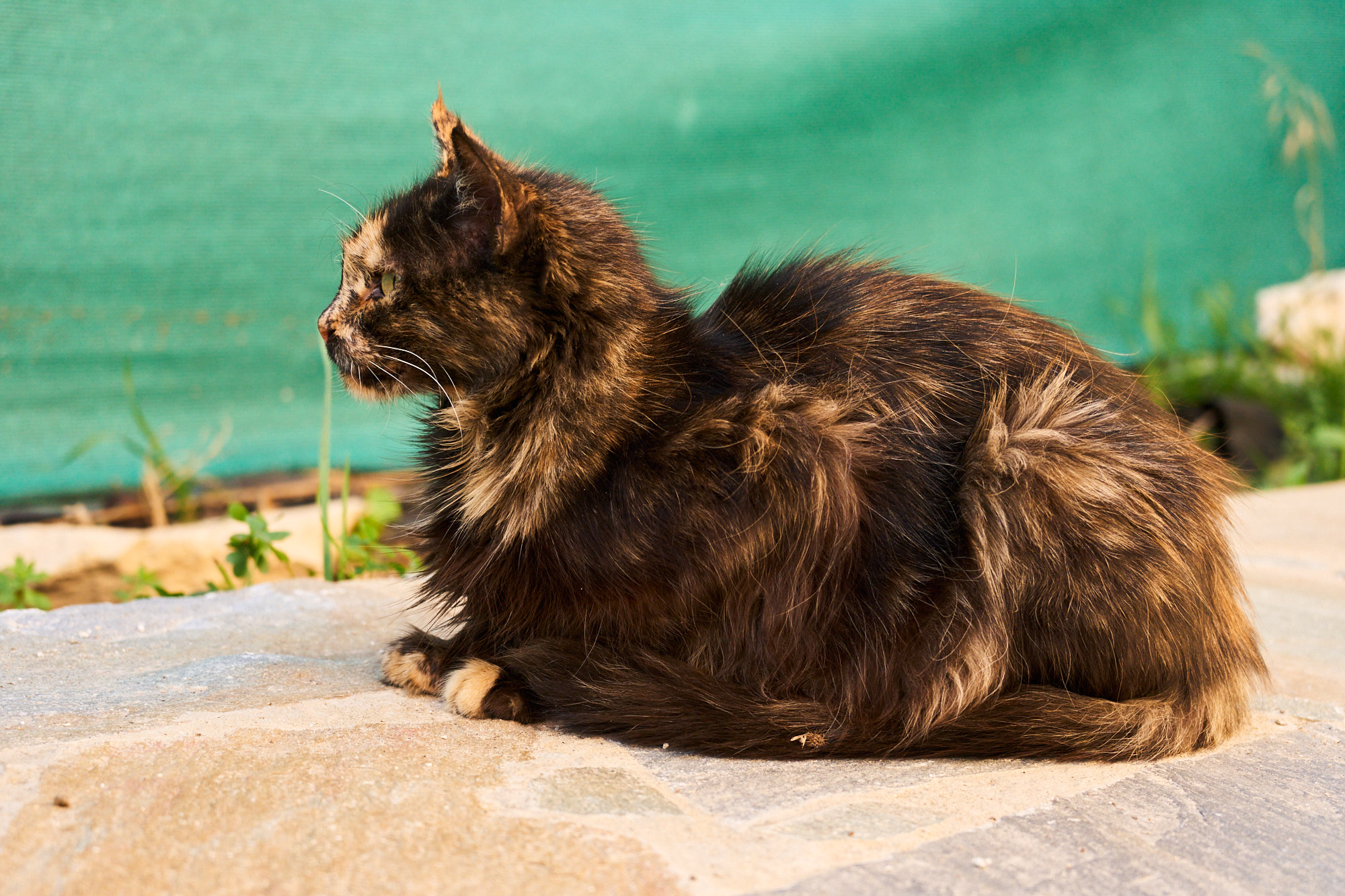 Side profile portrait of fluffy tortoiseshell Cyprus cat resting on sunlit stone patio - Fine art print