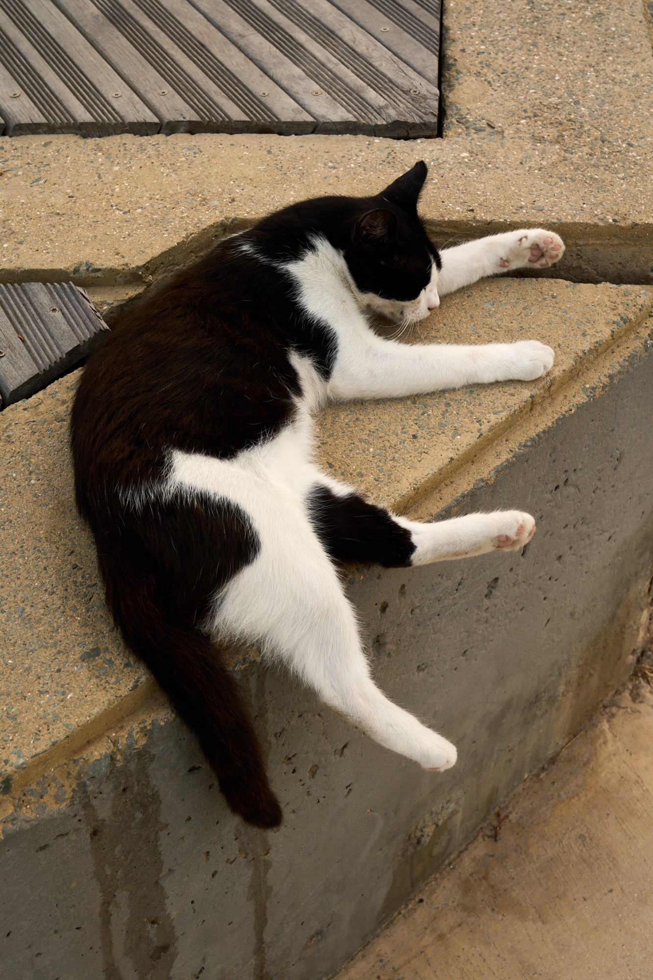 Cyprus street cat posing against traditional backdrop - Wall art print