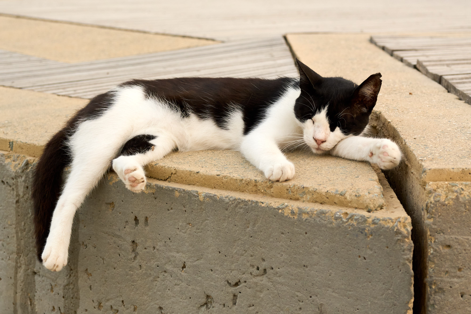 Black and white tuxedo Cyprus cat napping on coastal boardwalk ledge - Fine art print