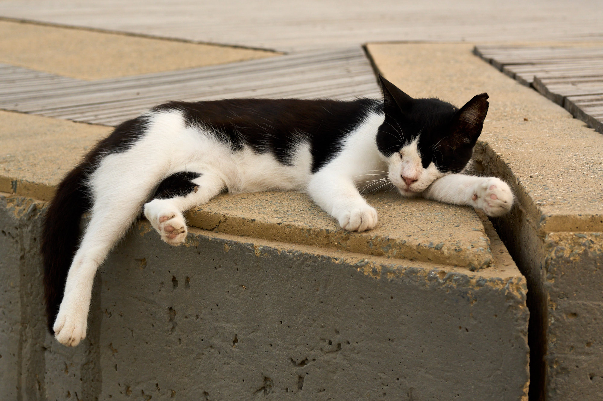 Cyprus cat sitting peacefully on sunlit path - Fine art print