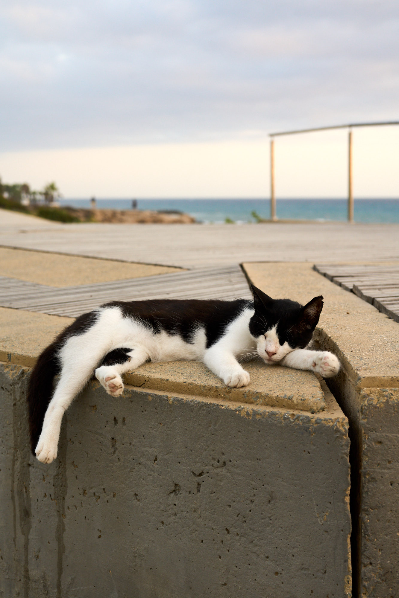 Cyprus cat looking back on coastal street - Fine art print
