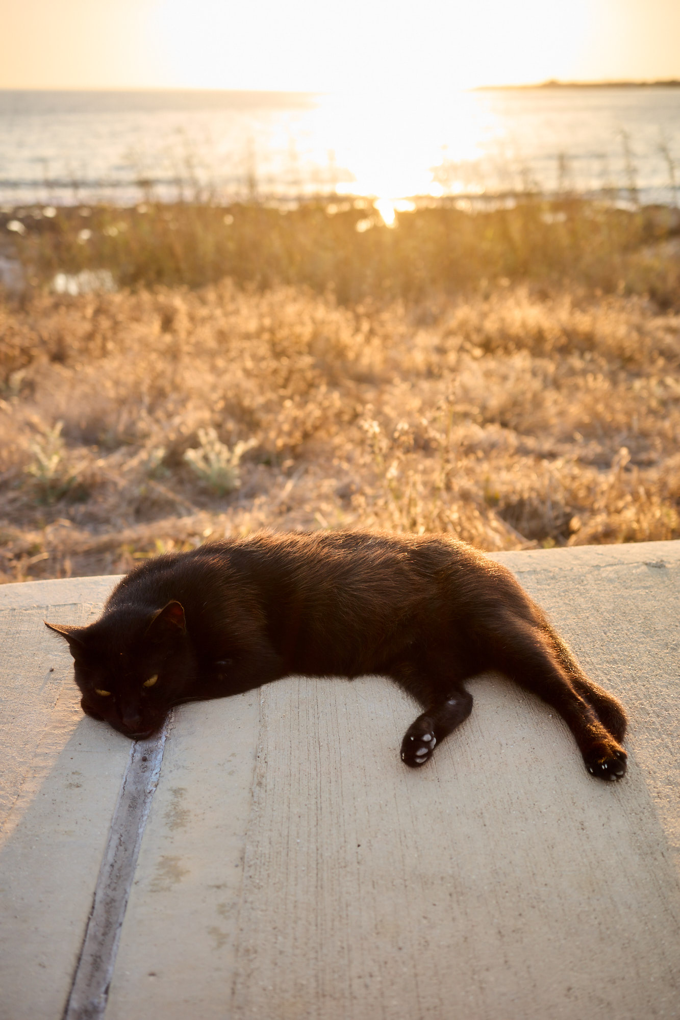 Sleek black Cyprus cat stretched out on concrete coastal ledge in golden sunset light - Fine art print