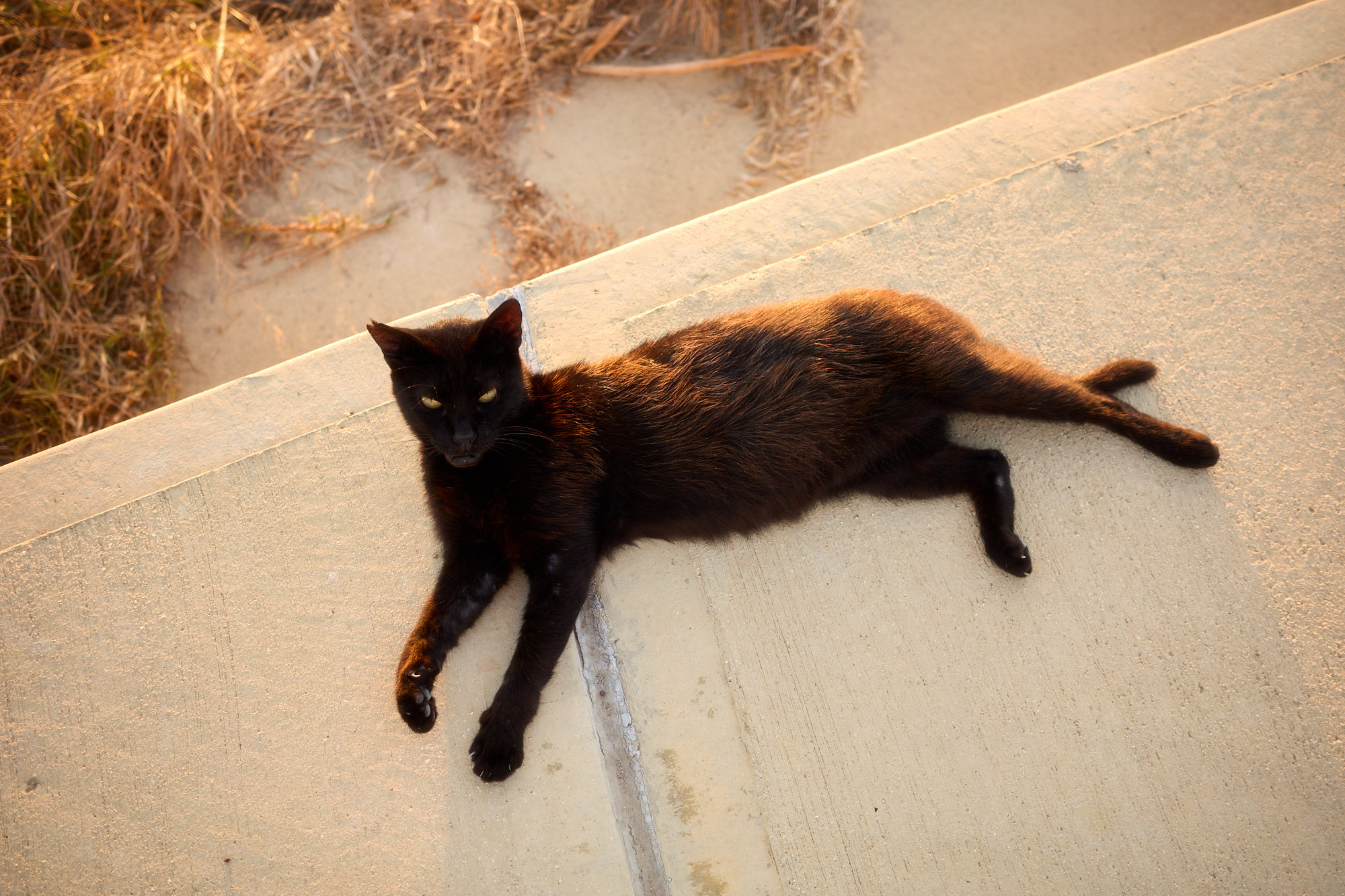 Black Cyprus cat resting peacefully on sunlit seaside ledge - Fine art print