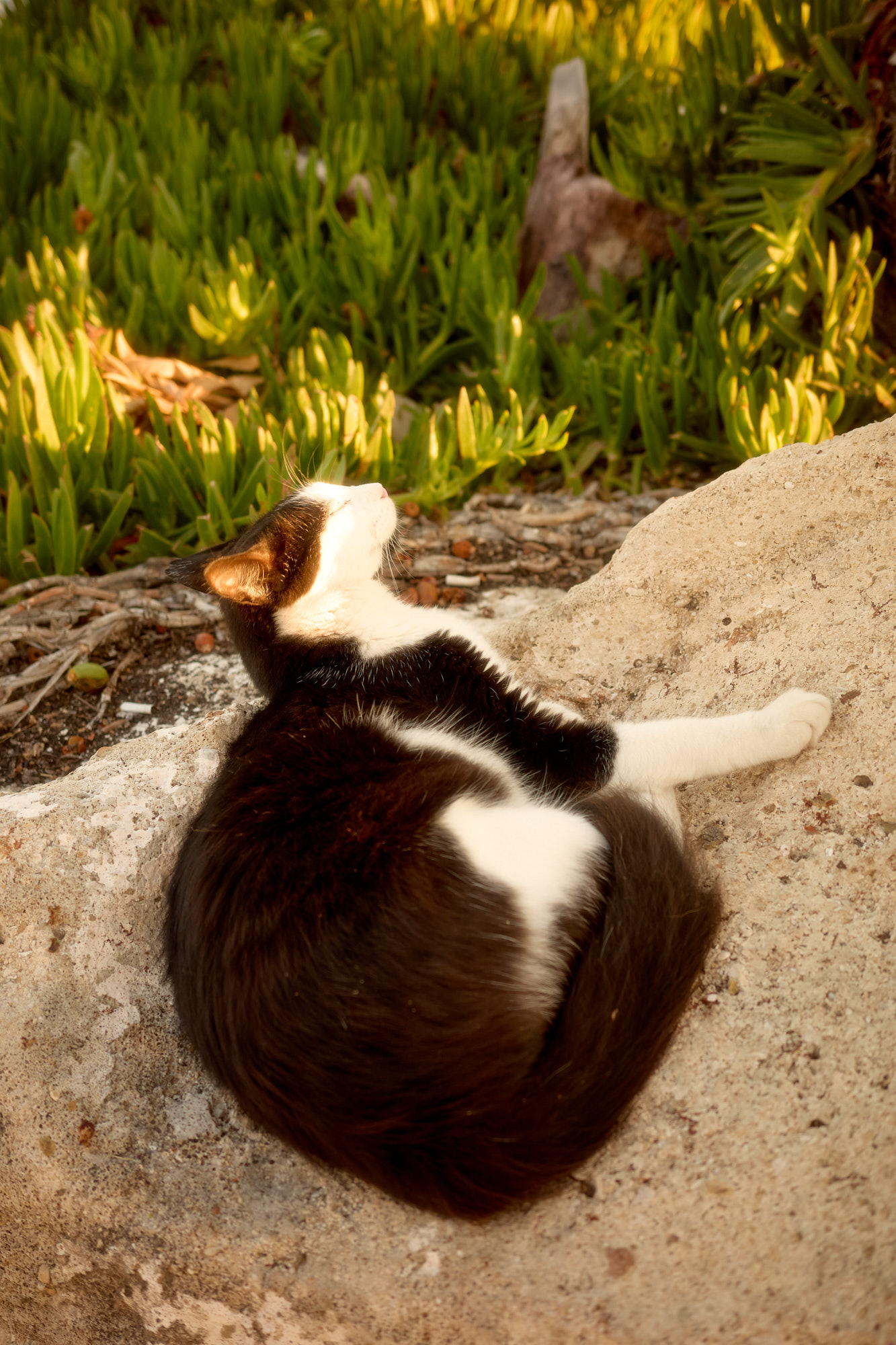 Black and white tuxedo Cyprus cat basking in warm golden sunset light on stone rock - Fine art print