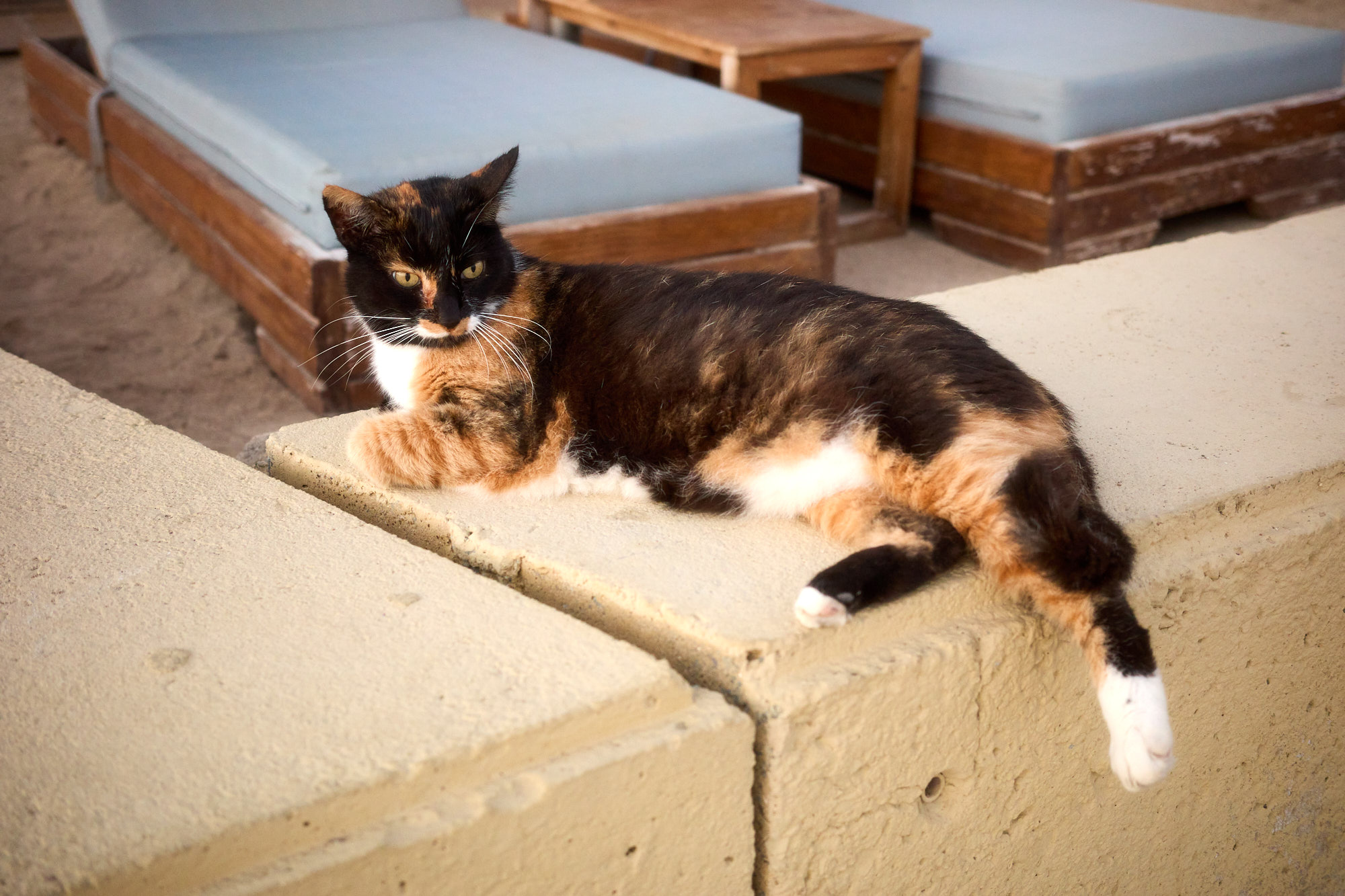 Calico tortoiseshell Cyprus cat resting peacefully on resort stone ledge - Fine art print