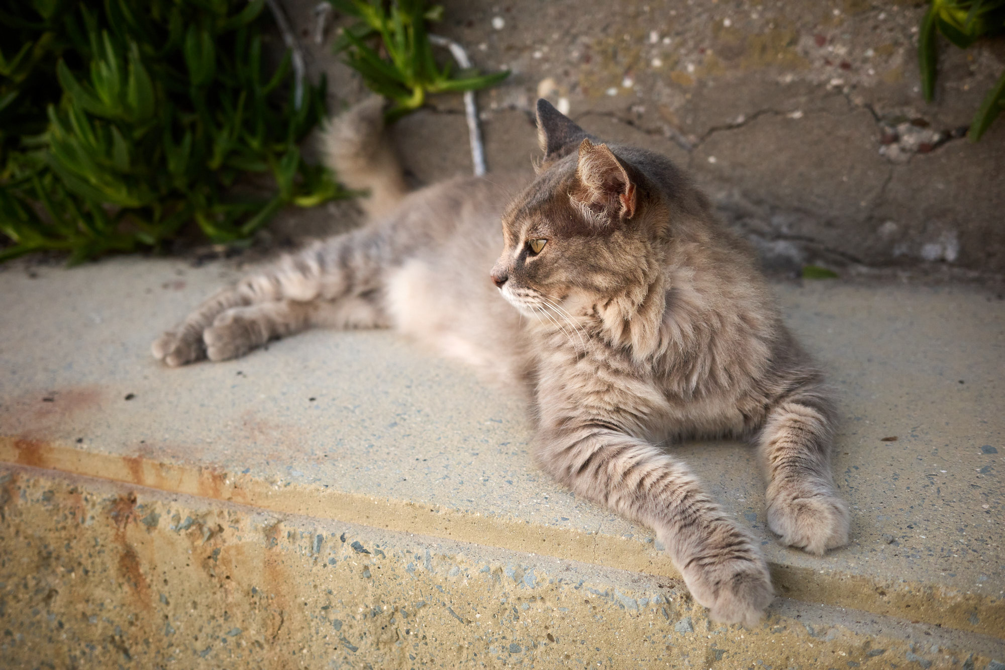 Fluffy long-haired grey tabby Cyprus cat resting gracefully on stone ledge - Fine art print