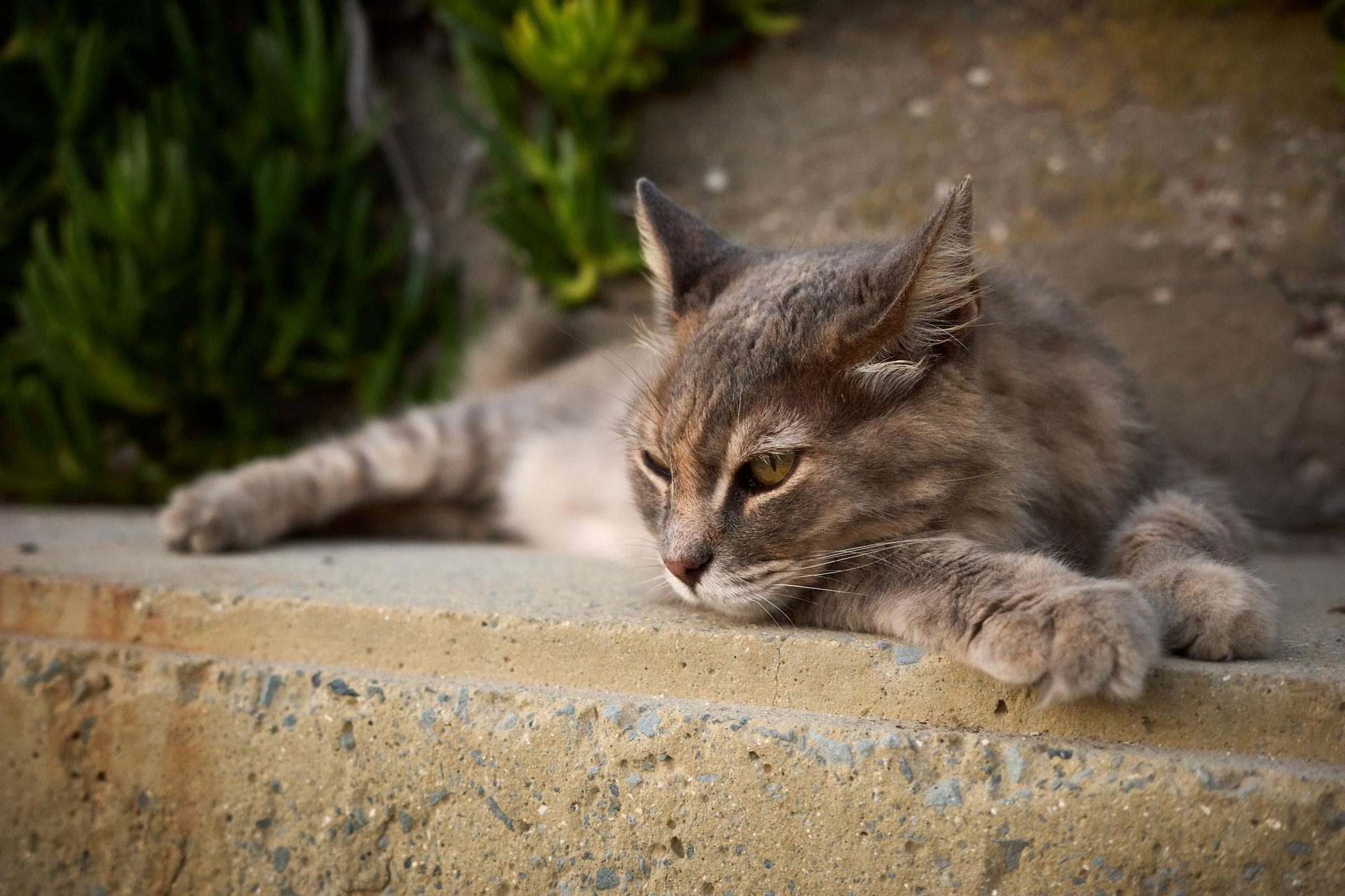 Close portrait of long-haired grey tabby Cyprus cat lounging on stone wall - Fine art print