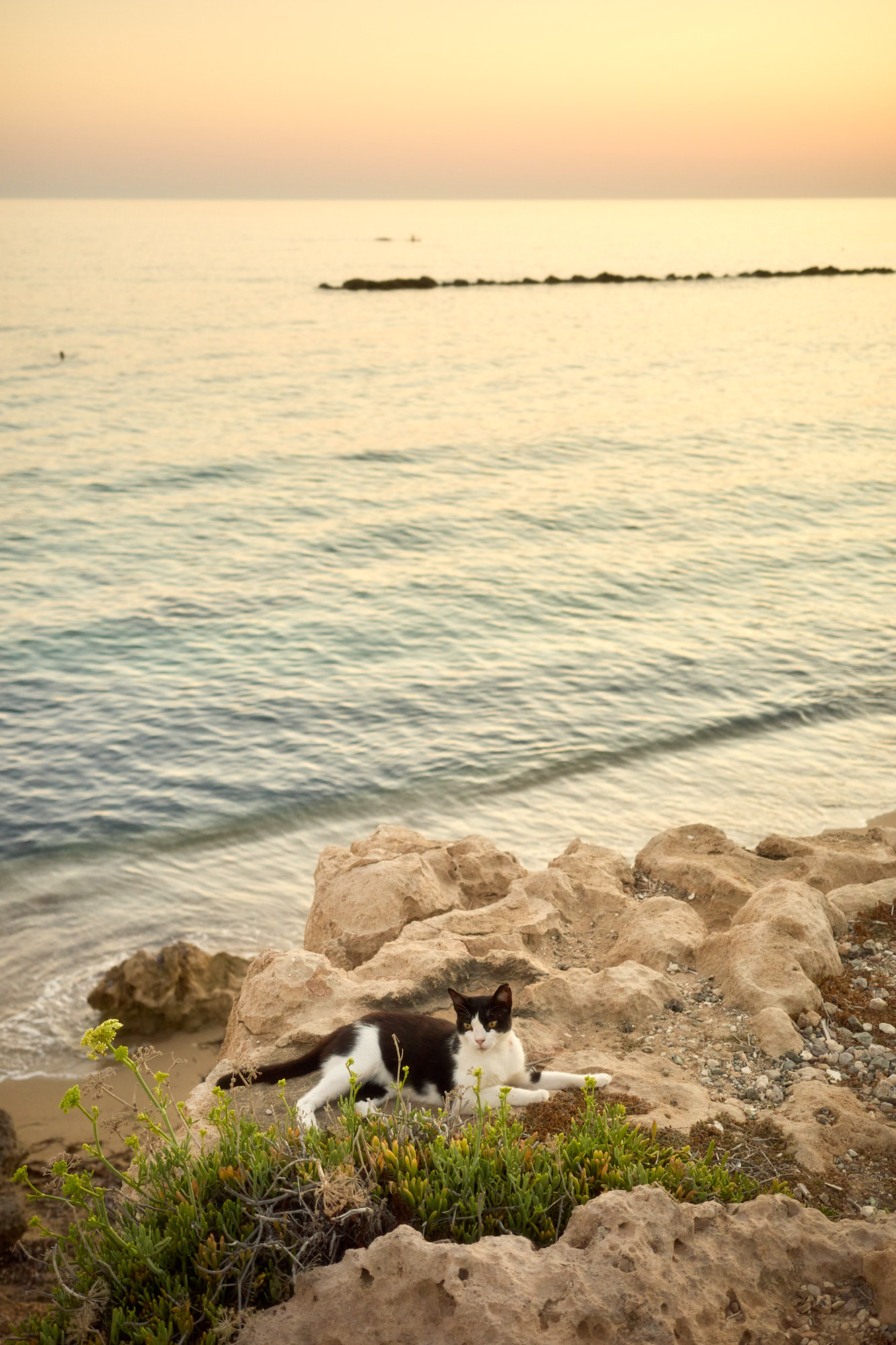 Black and white tuxedo Cyprus cat resting peacefully on coastal sea rocks at golden hour sunset - Fine art print