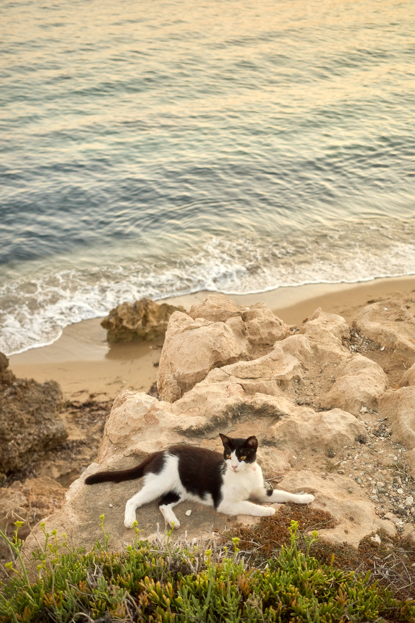 Black and white Cyprus cat resting on cliff edge above sea waves at golden hour - Fine art print