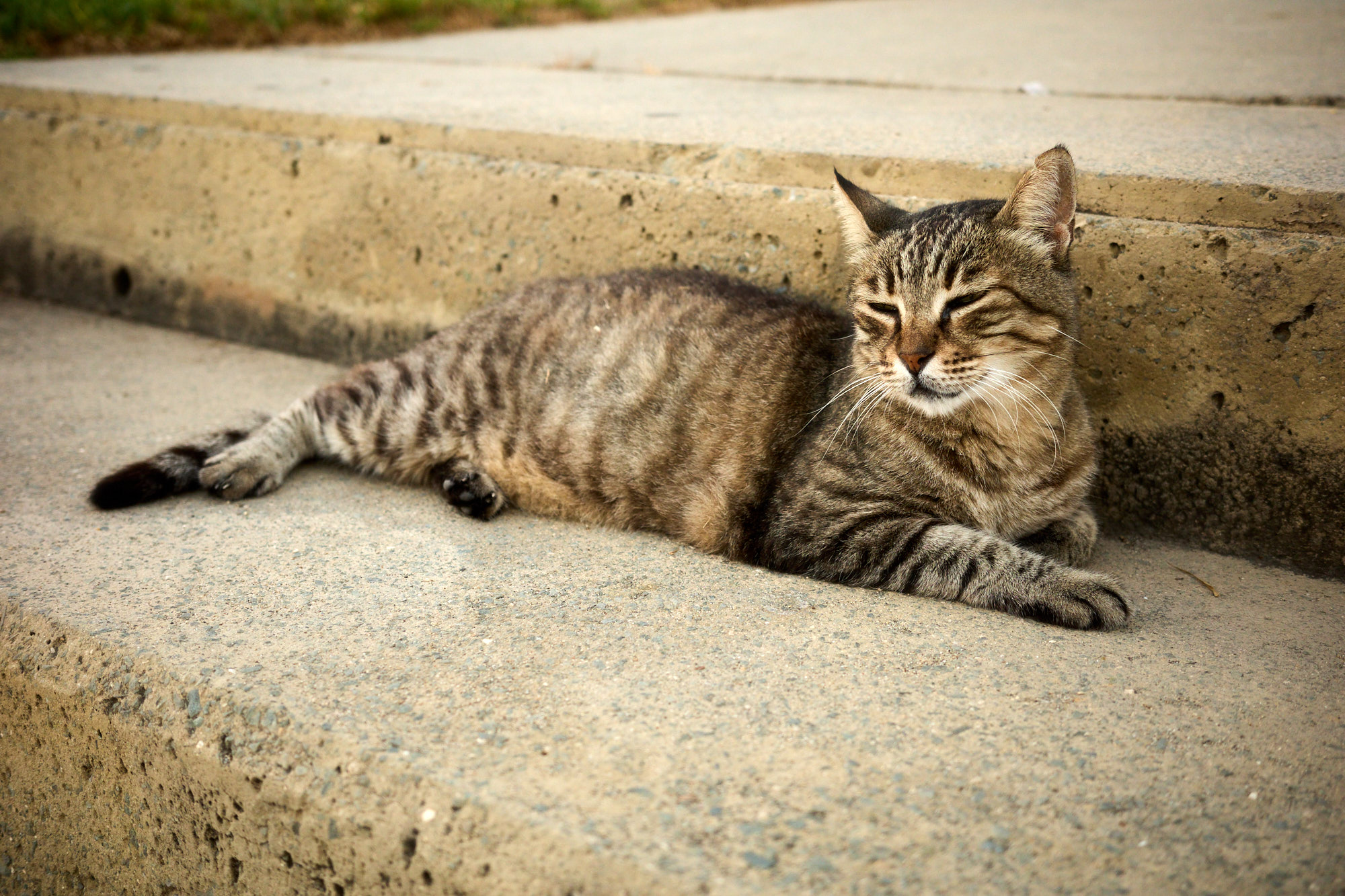 Tabby Cyprus cat lounging peacefully on concrete steps in warm light - Fine art print