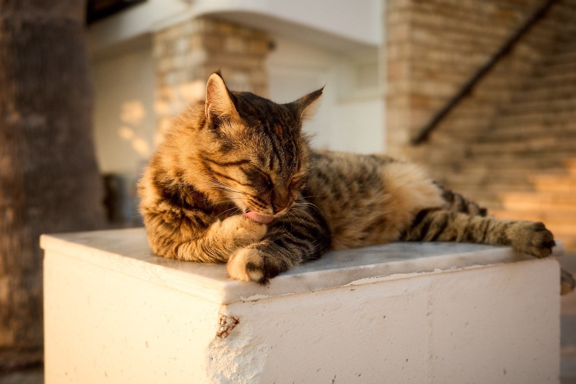 Tabby Cyprus cat grooming its paw on a white marble pedestal in golden afternoon light - Fine art print