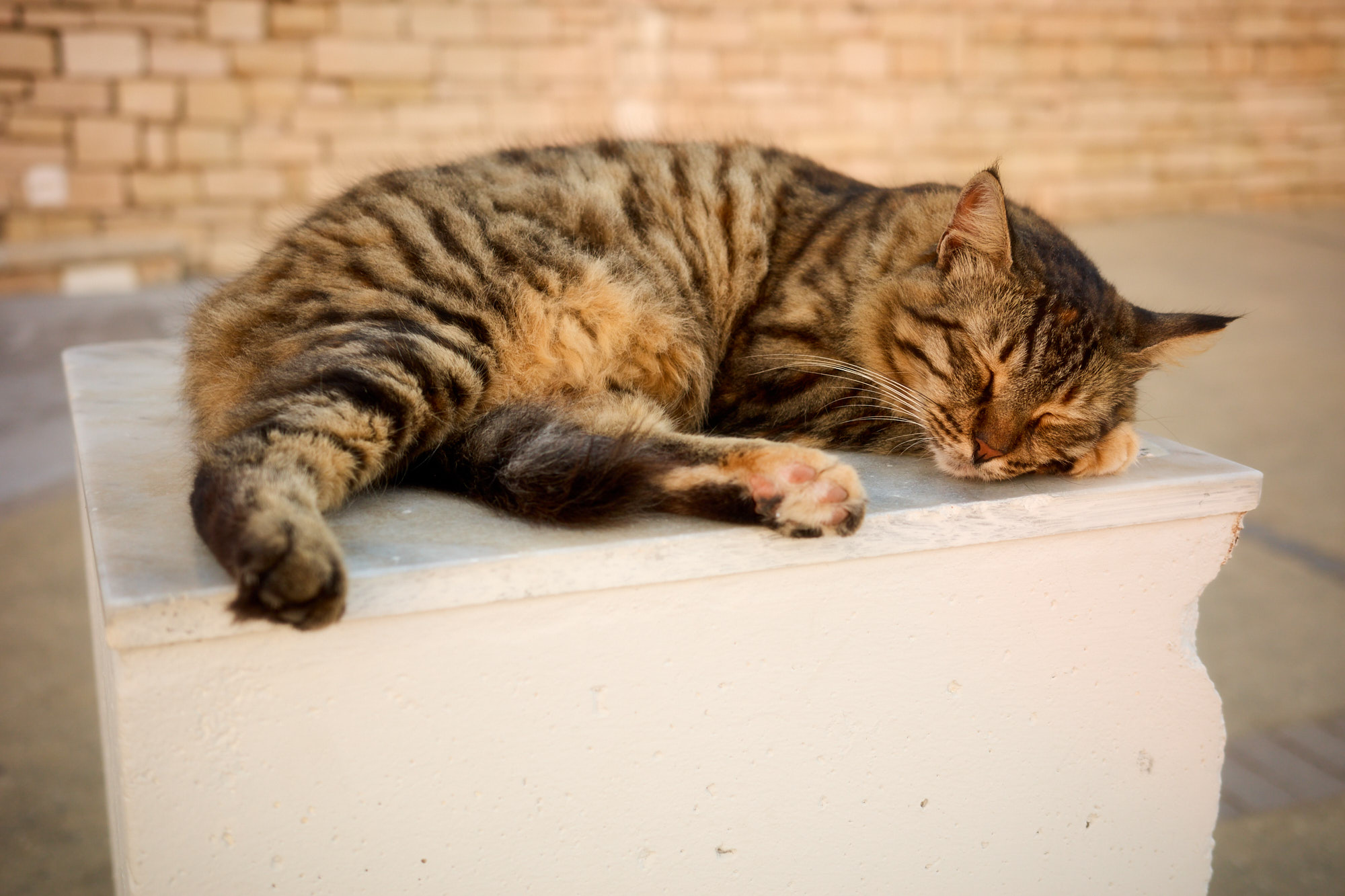 Tabby Cyprus cat sleeping peacefully curled up on white marble pedestal - Fine art print