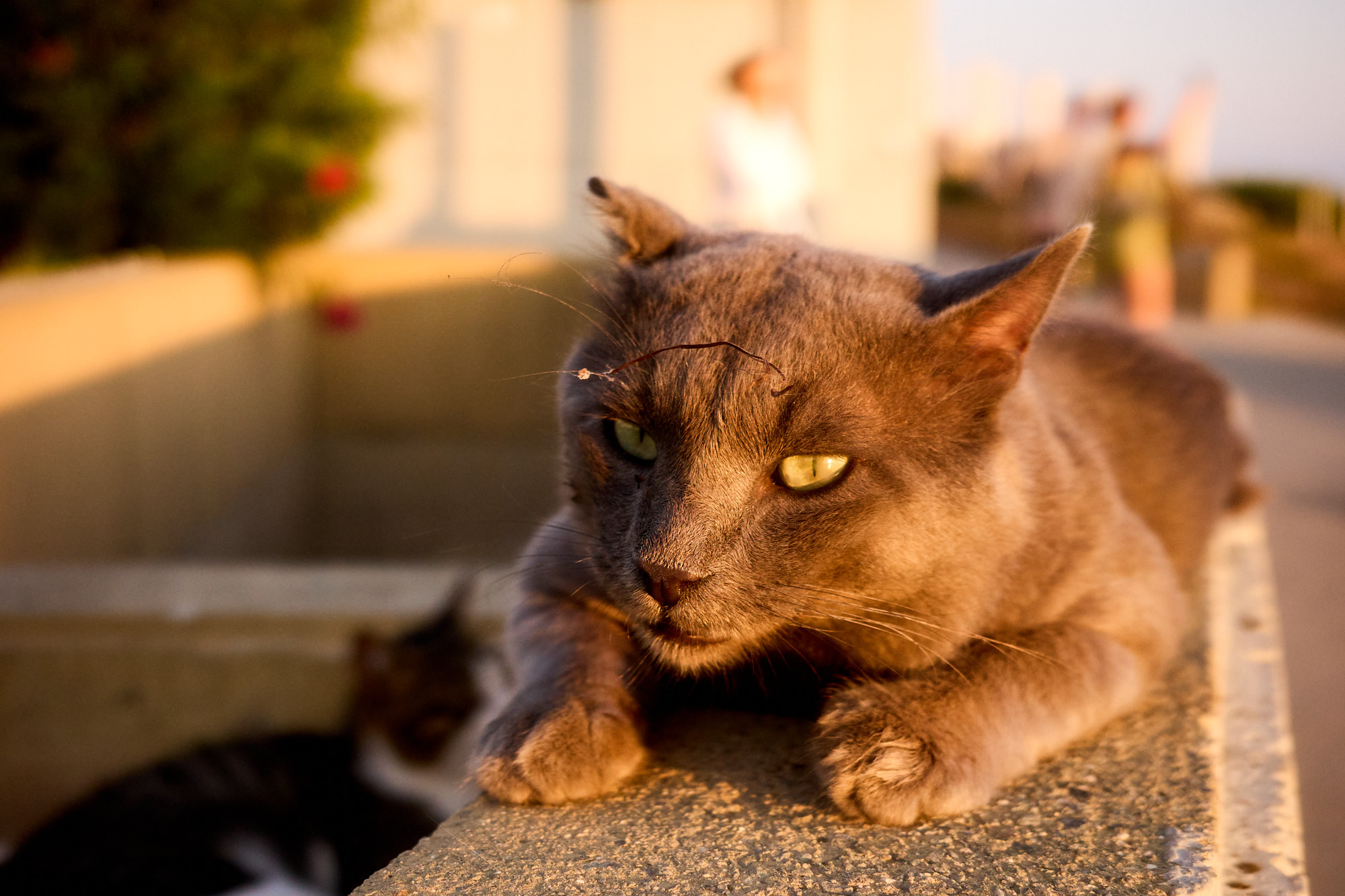 Close-up portrait of a grey Cyprus cat with striking yellow-green eyes resting on a stone ledge in warm sunset light - Fine art print
