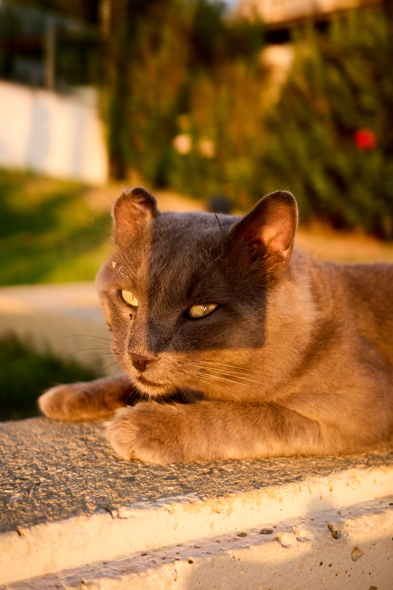 Grey Cyprus cat with ear notch lounging on stone ledge bathed in golden hour sunshine - Fine art print