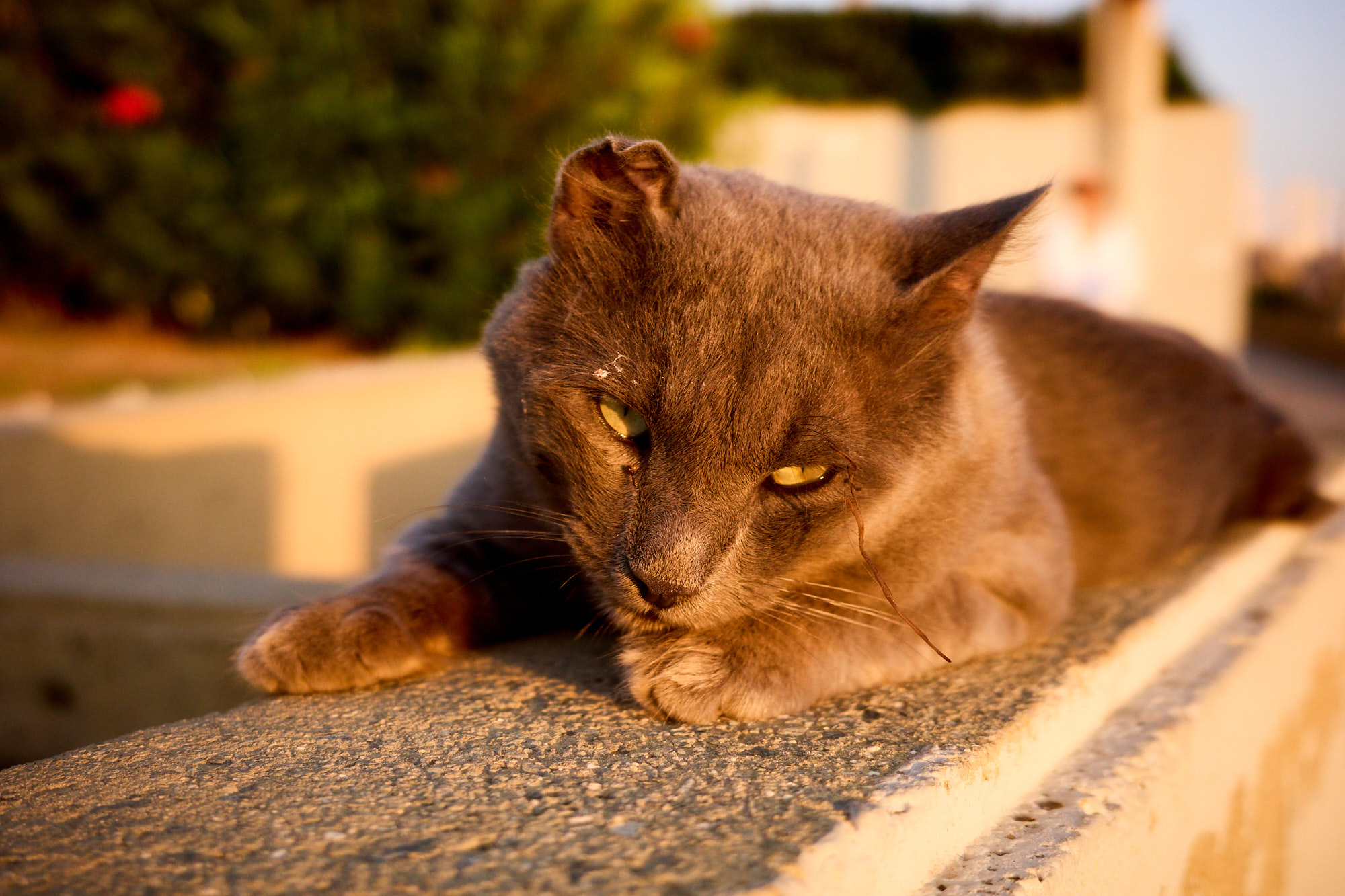 Front portrait of grey Cyprus cat resting peacefully on stone ledge during golden hour sunset - Fine art print