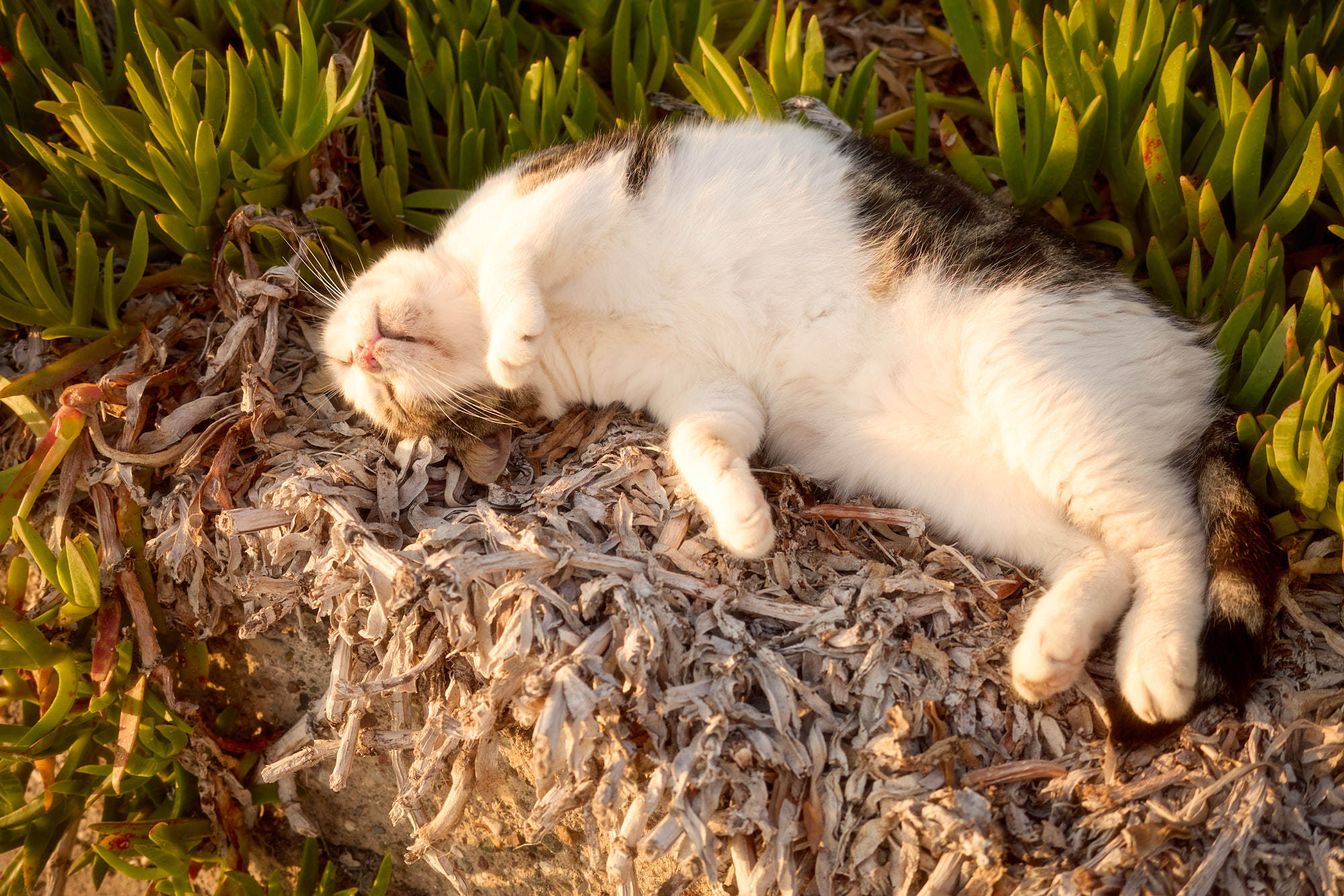 Tabby and white Cyprus cat sleeping upside down on coastal seagrass and succulents in warm golden sunlight - Fine art print